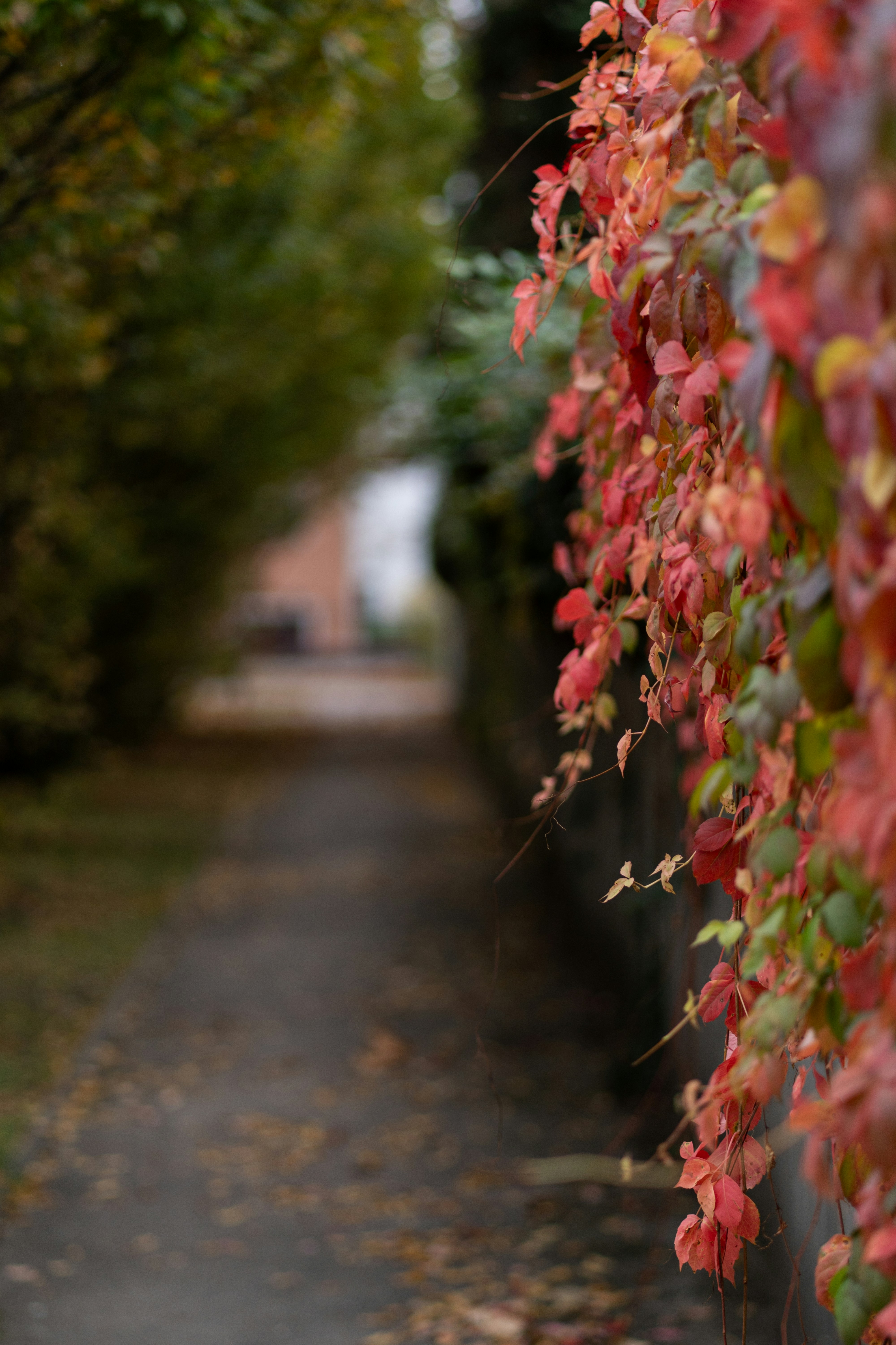 Autumn leaves on a stone wall beside a path