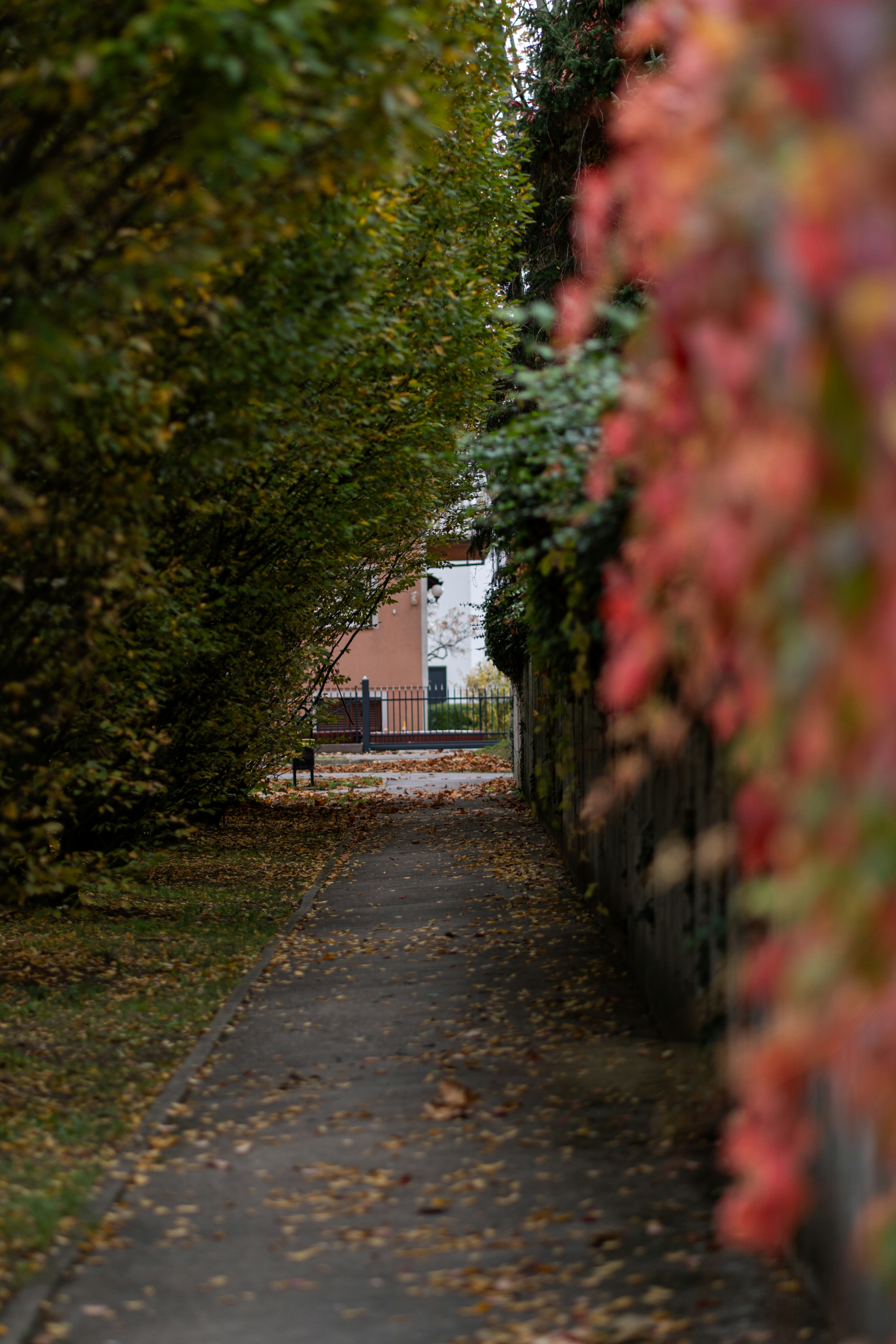 Autumn path lined with colorful foliage and trees
