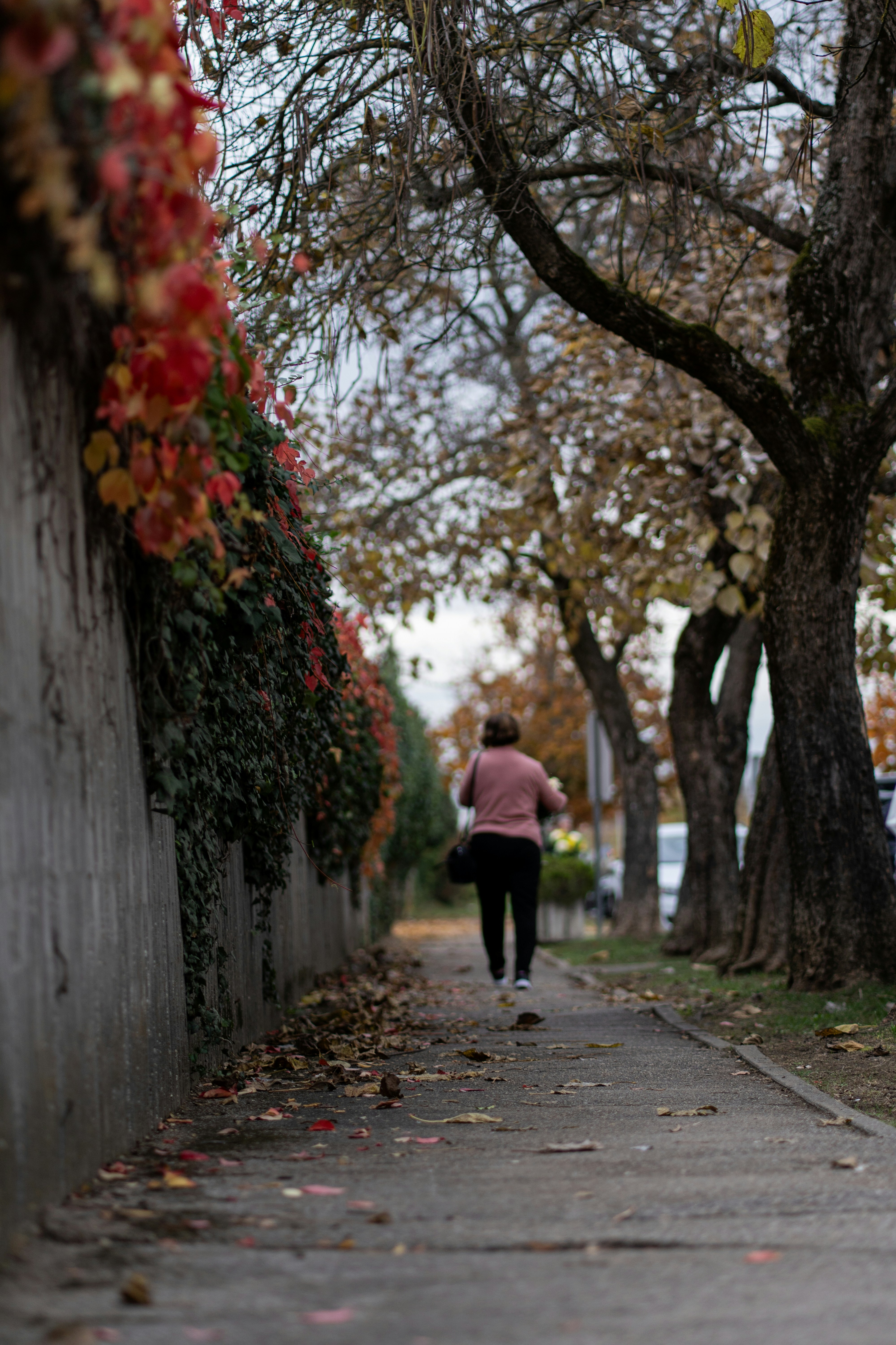 A person walks down a sidewalk lined with trees.