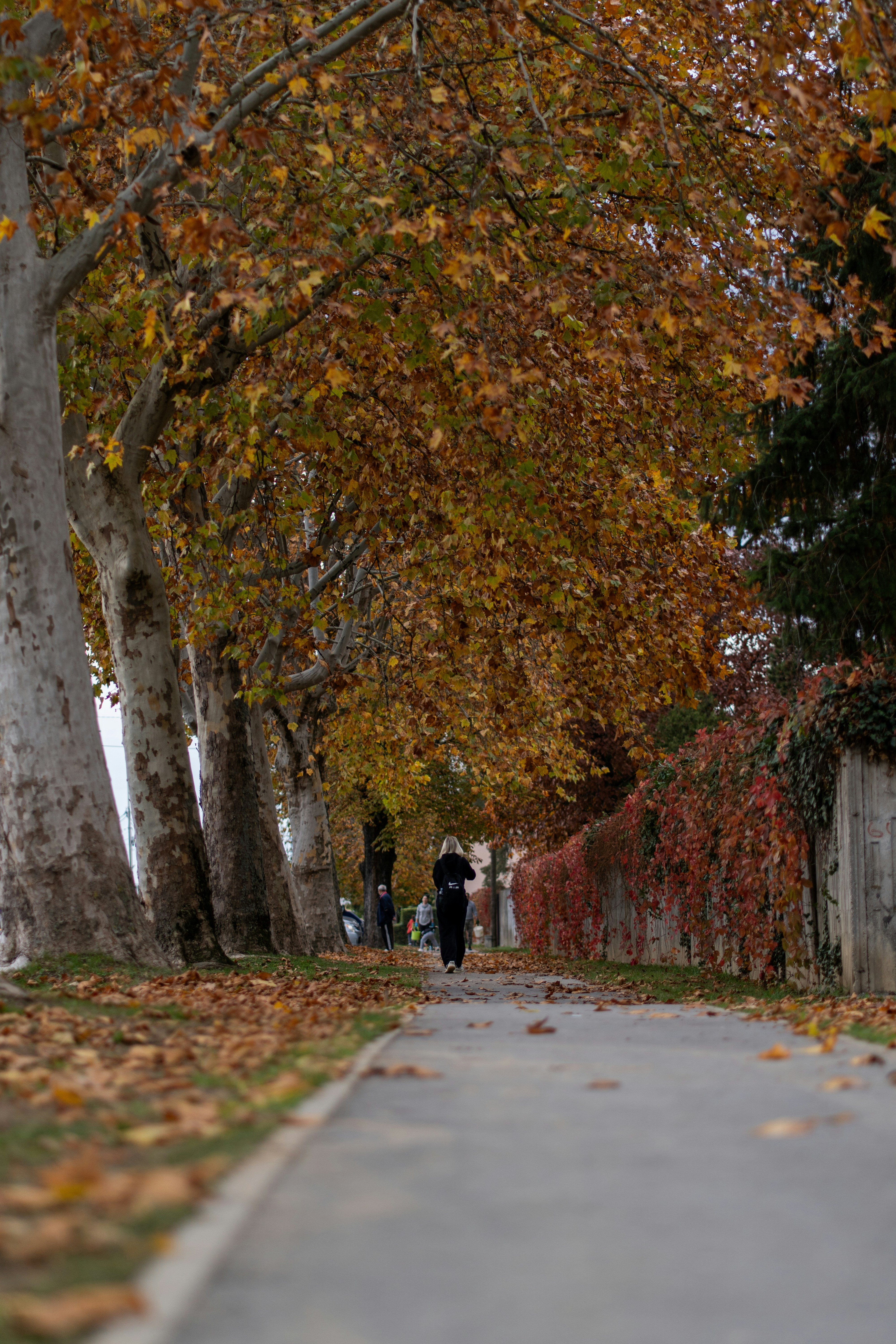 A person walks down an autumn path lined with trees.