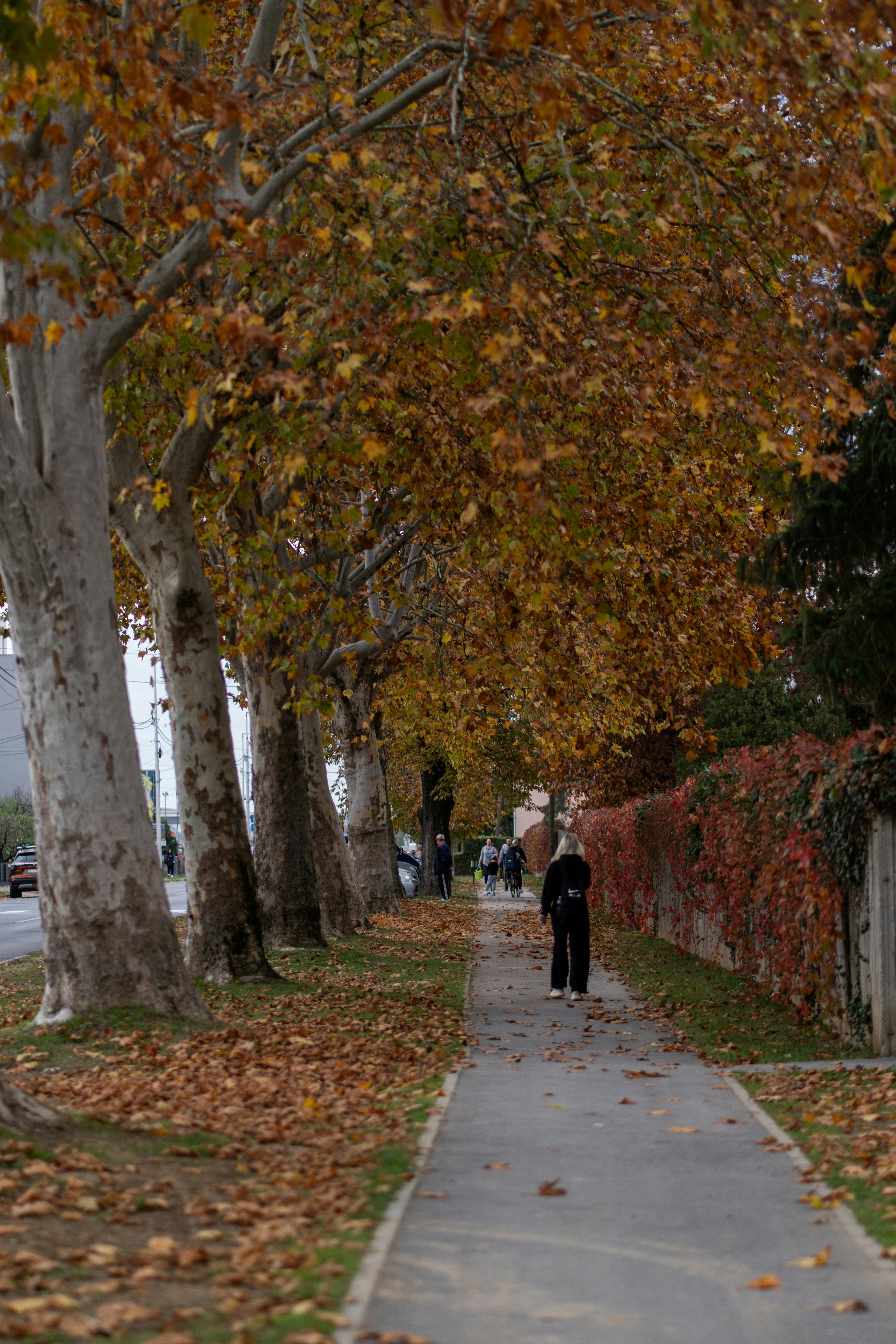 Person walks down a tree-lined autumn sidewalk
