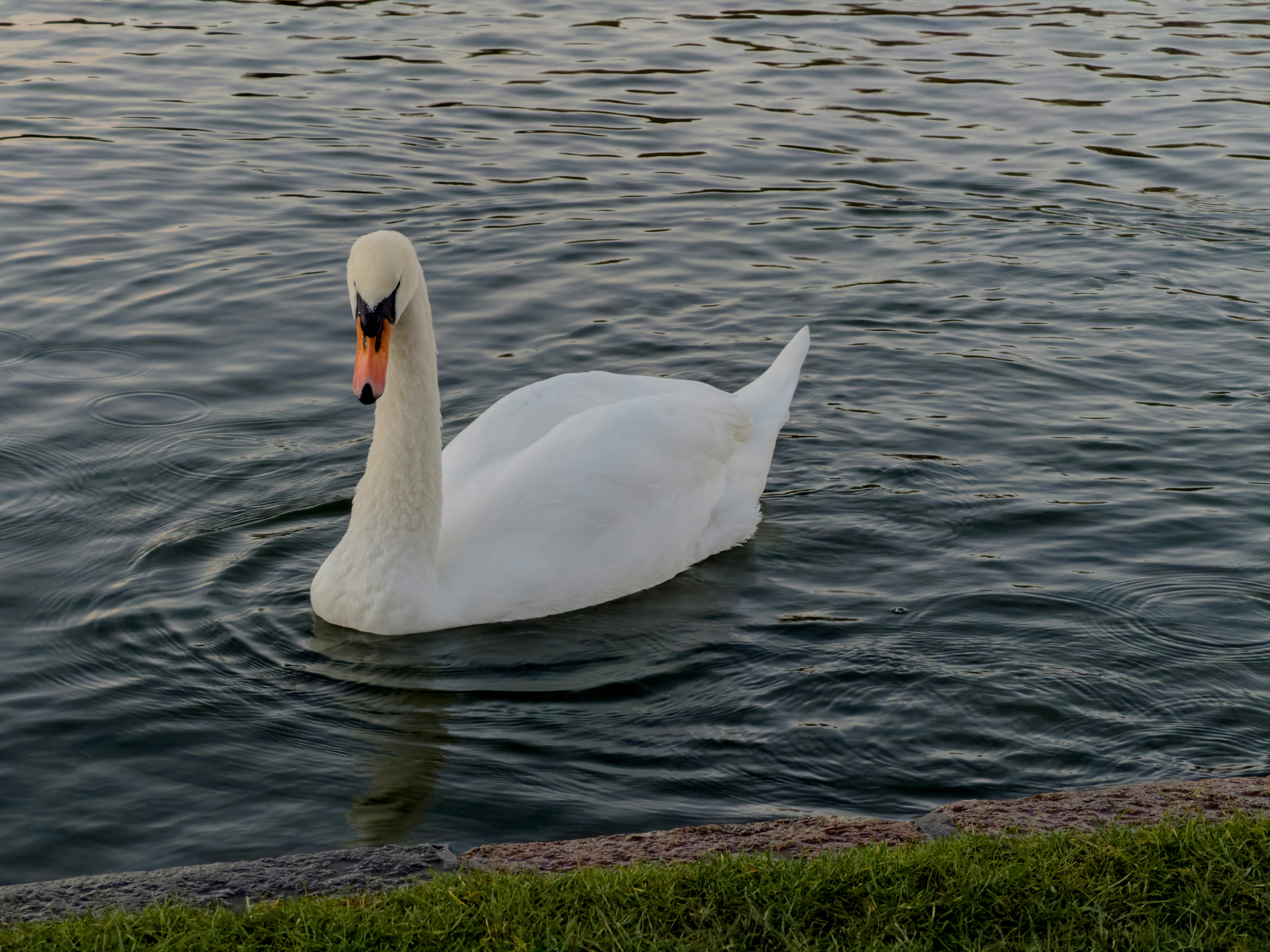 A white swan swims in calm water