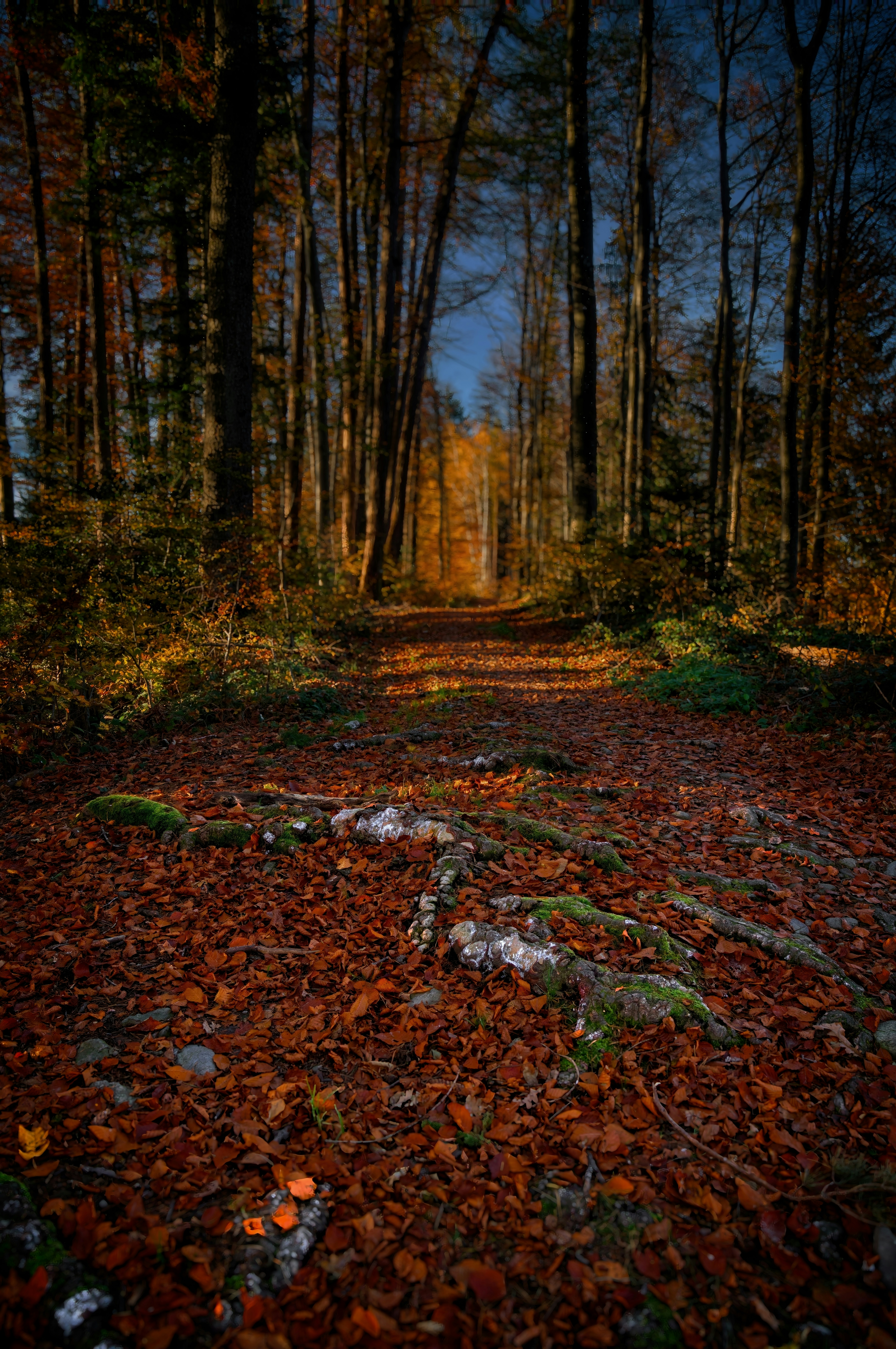 Autumn forest path covered with fallen leaves