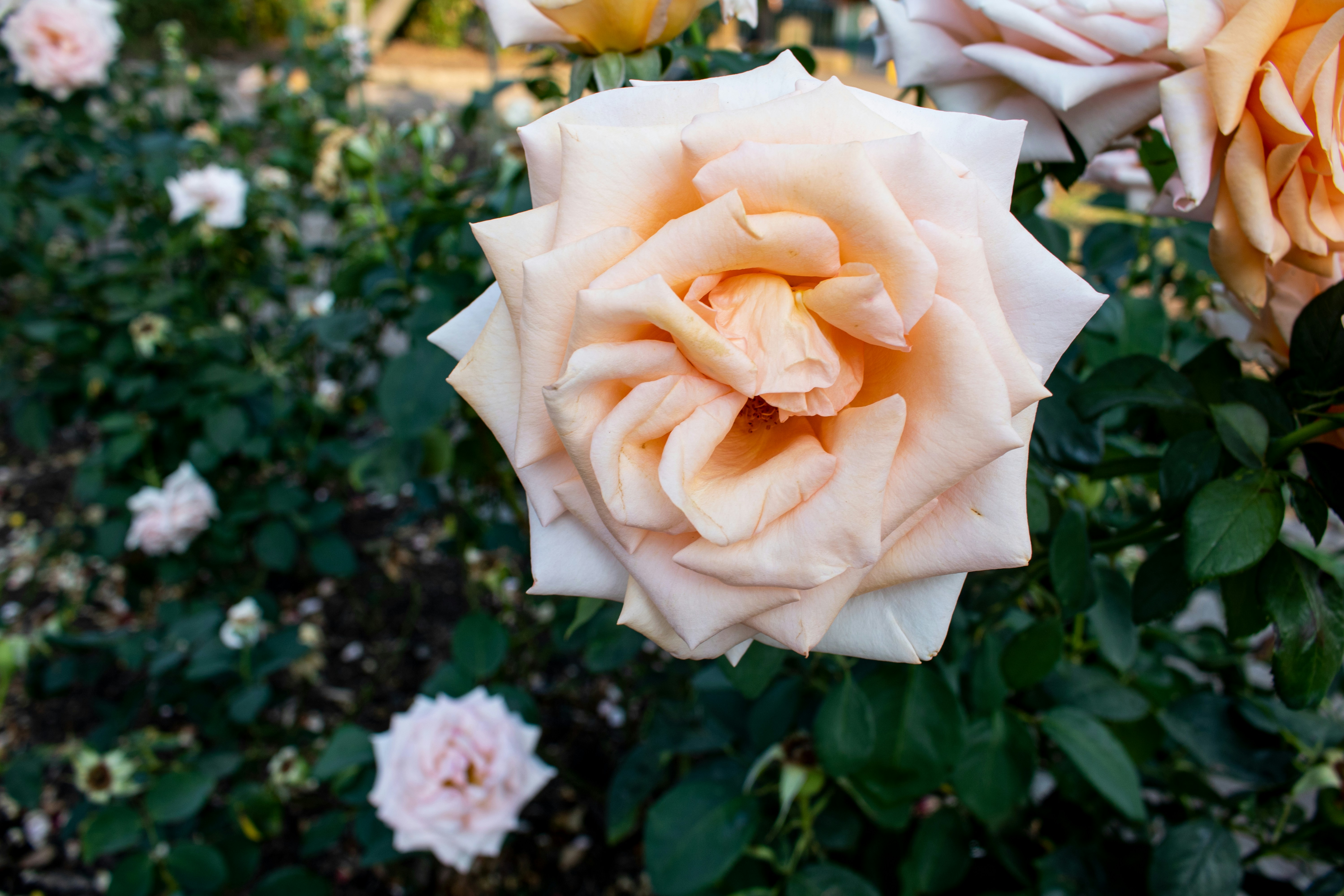 Photo by shansonmedia