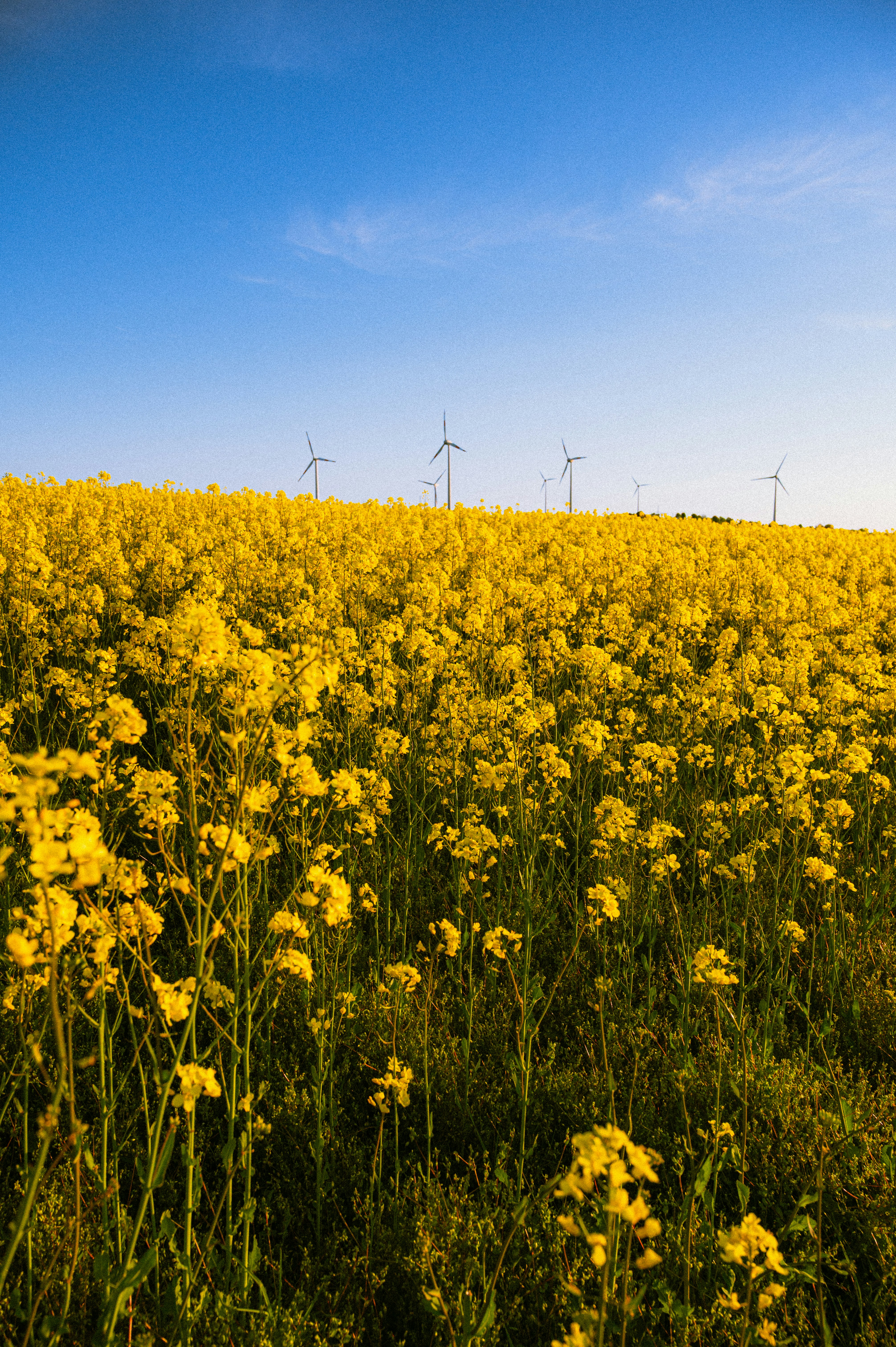 Field of yellow flowers with wind turbines in distance