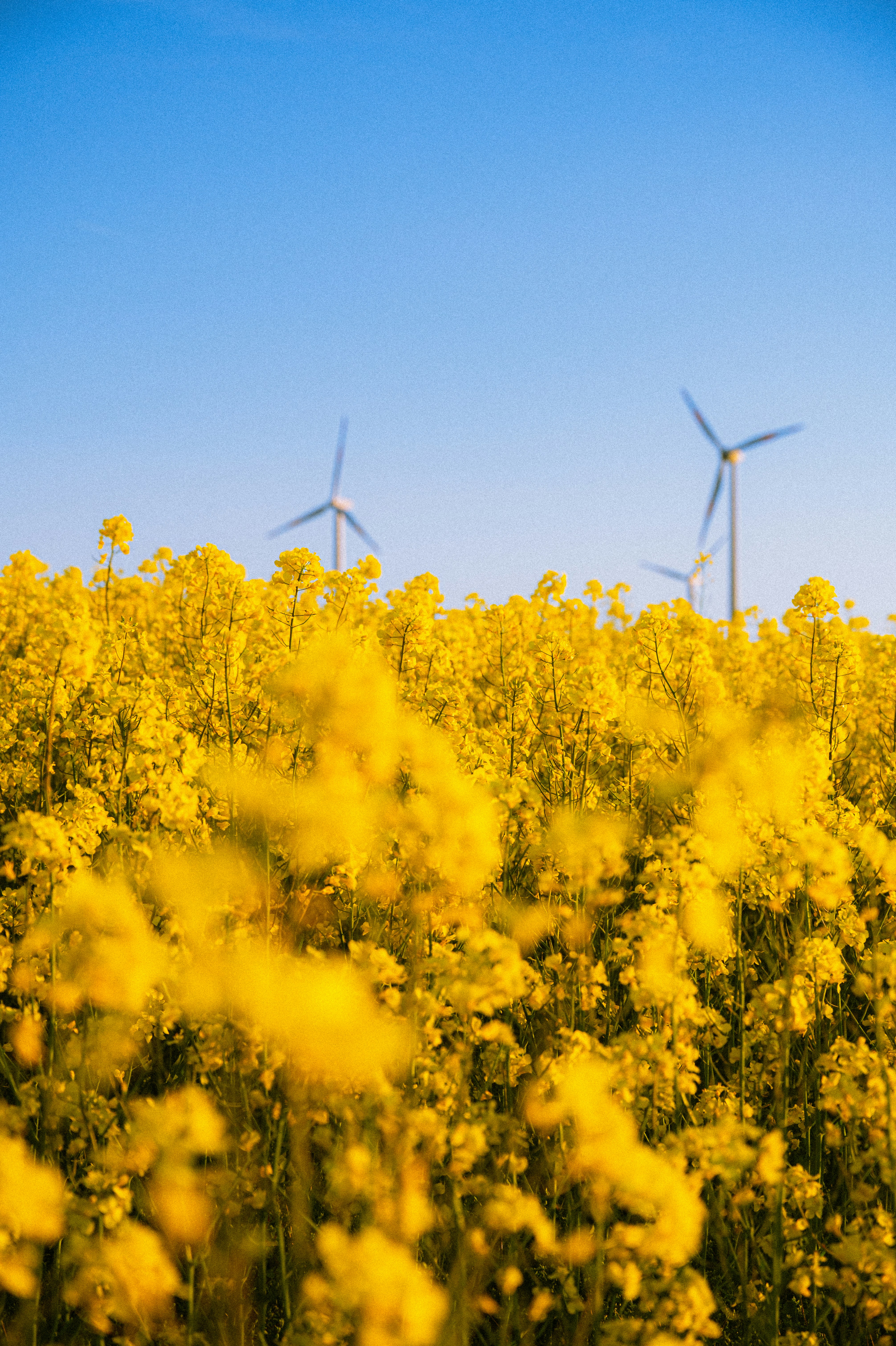 Campo de flores amarillas con turbinas eólicas a lo lejos.