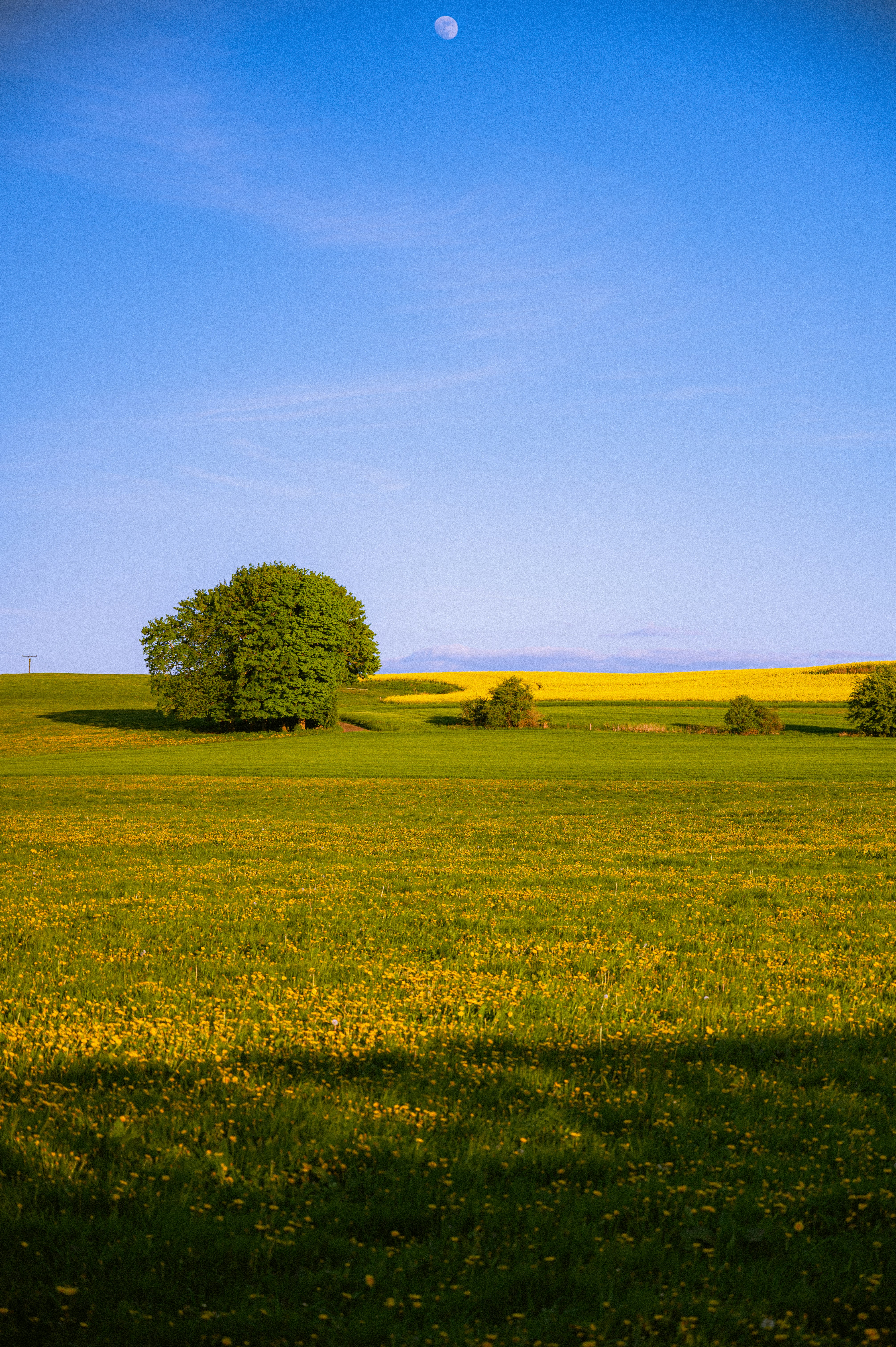 Photo by luca_severin