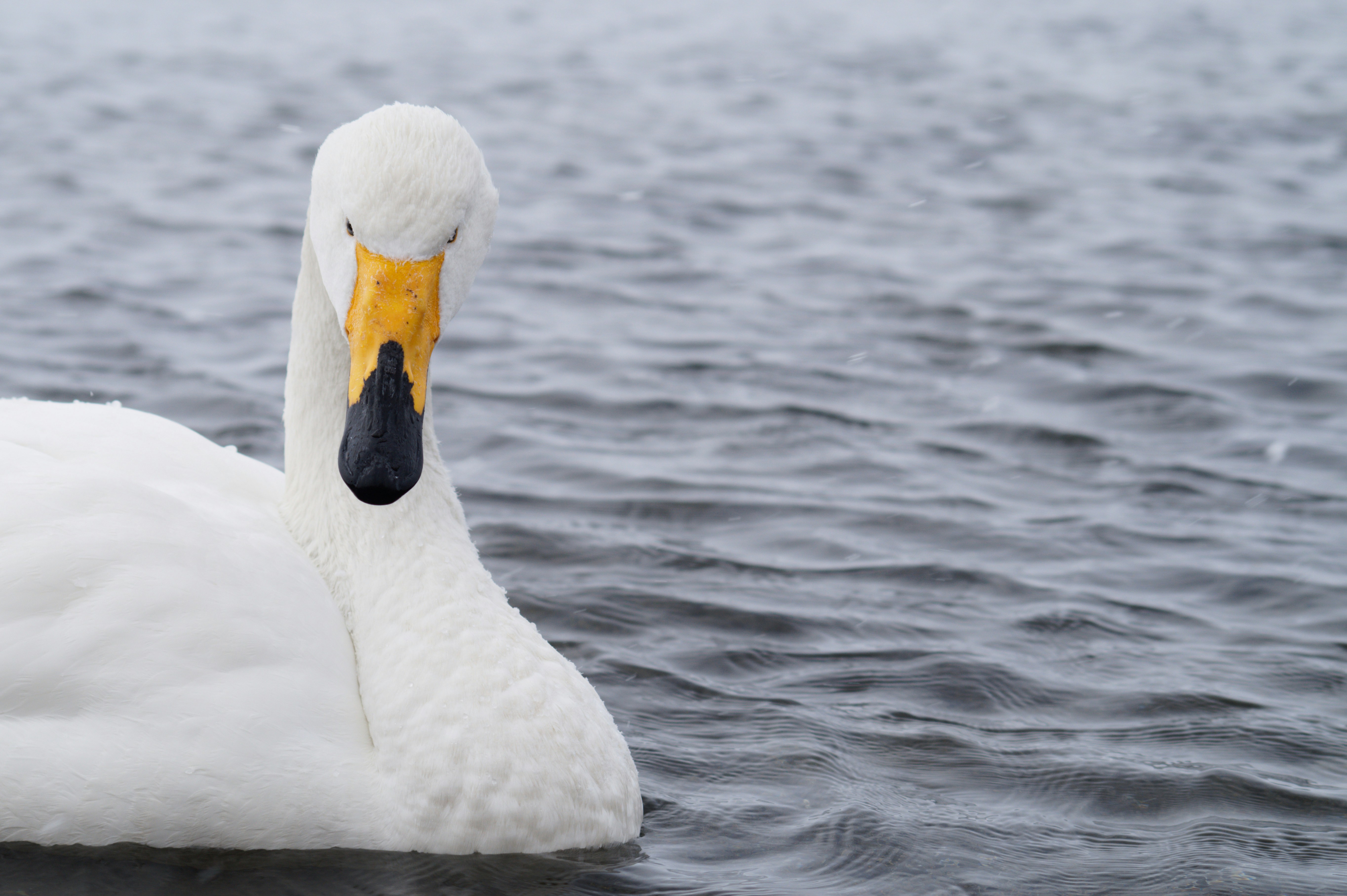 Photo by da_shika_photo