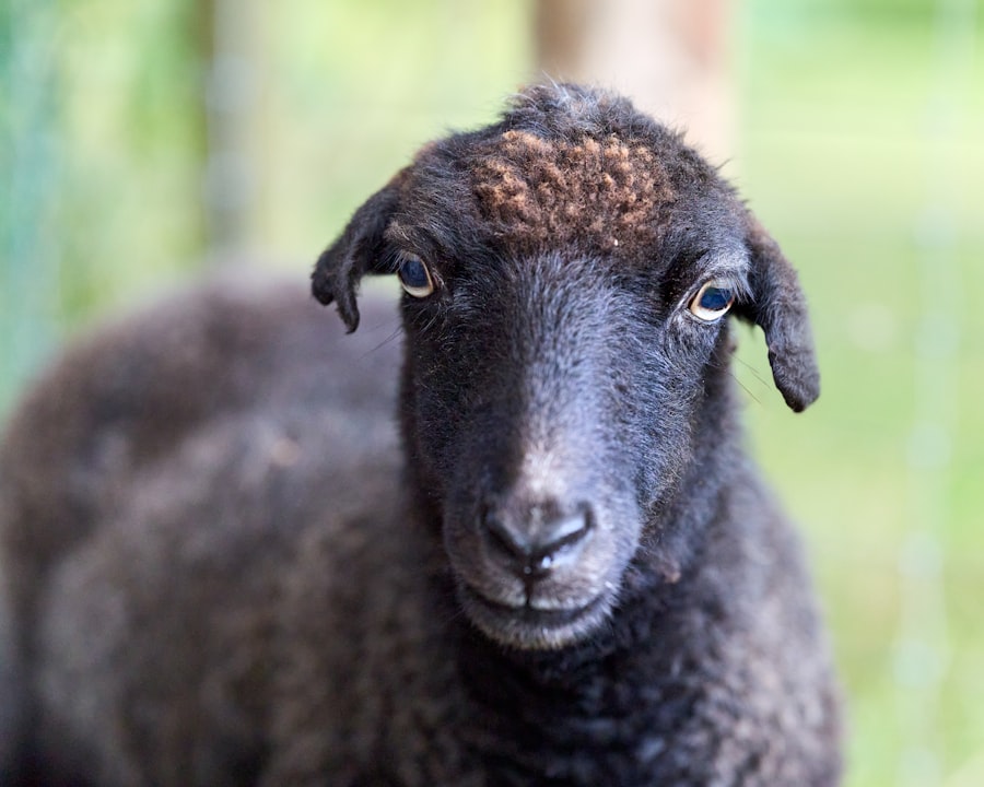 Close-up portret van een schaap