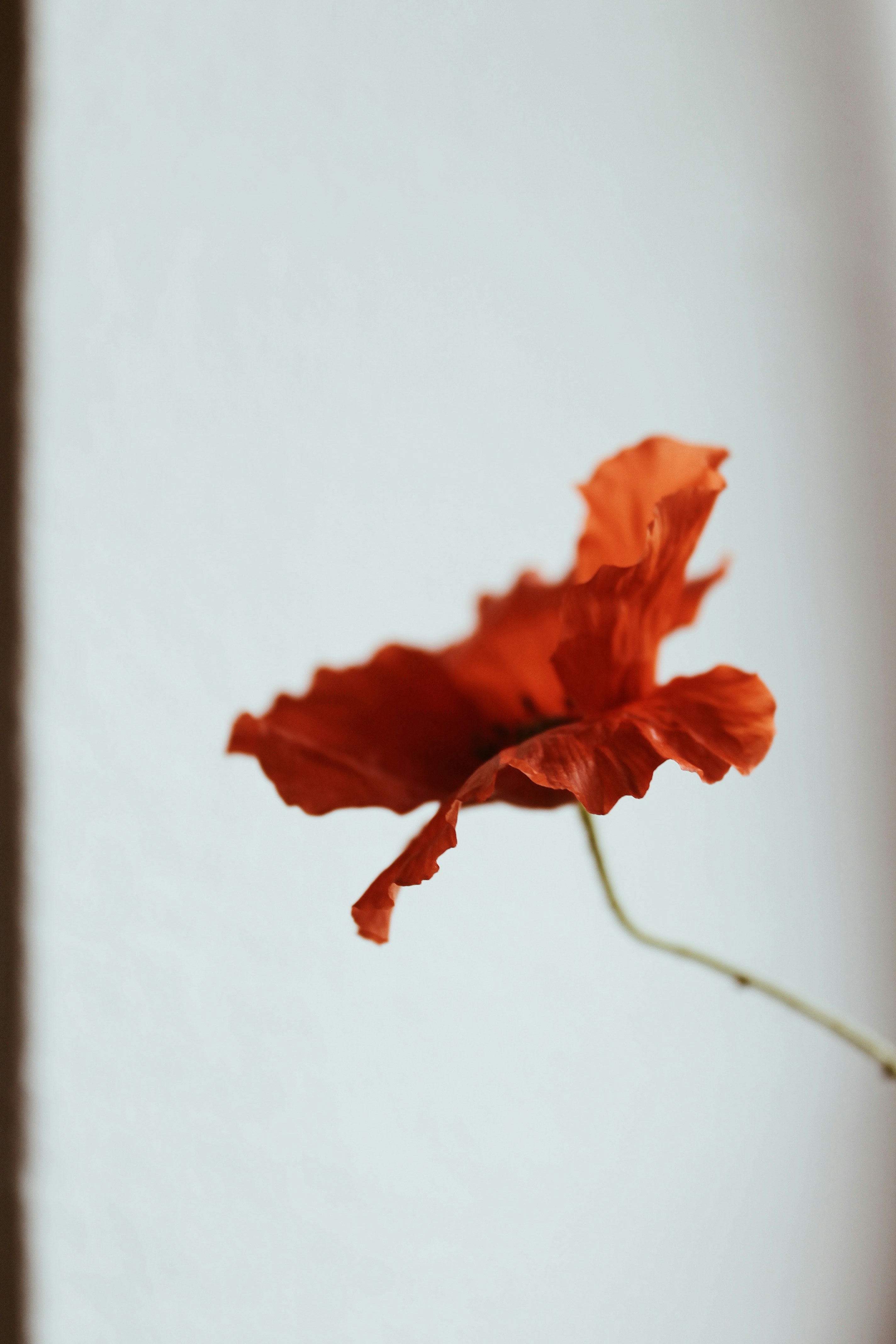 A single red poppy flower against a light background