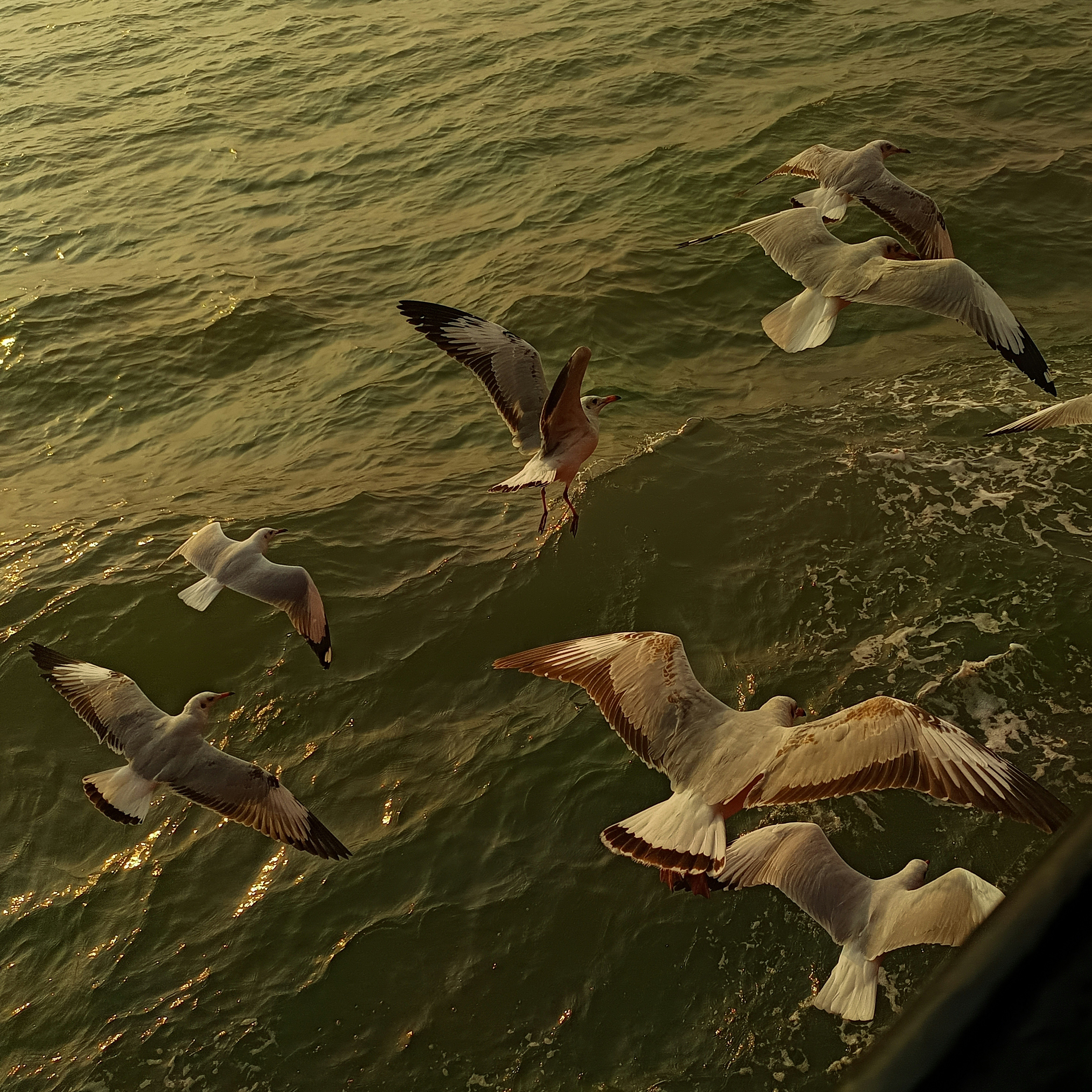 Seagulls flying over the choppy ocean waves.