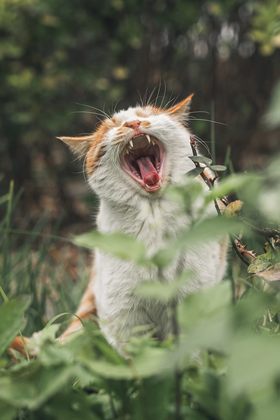 A white and orange cat is captured mid-stride, its mouth open wide and tongue lolling out, standing on all fours amidst a lush green backdrop. The cat's fur contrasts beautifully with the verdant foliage surrounding it, creating a striking visual effect.