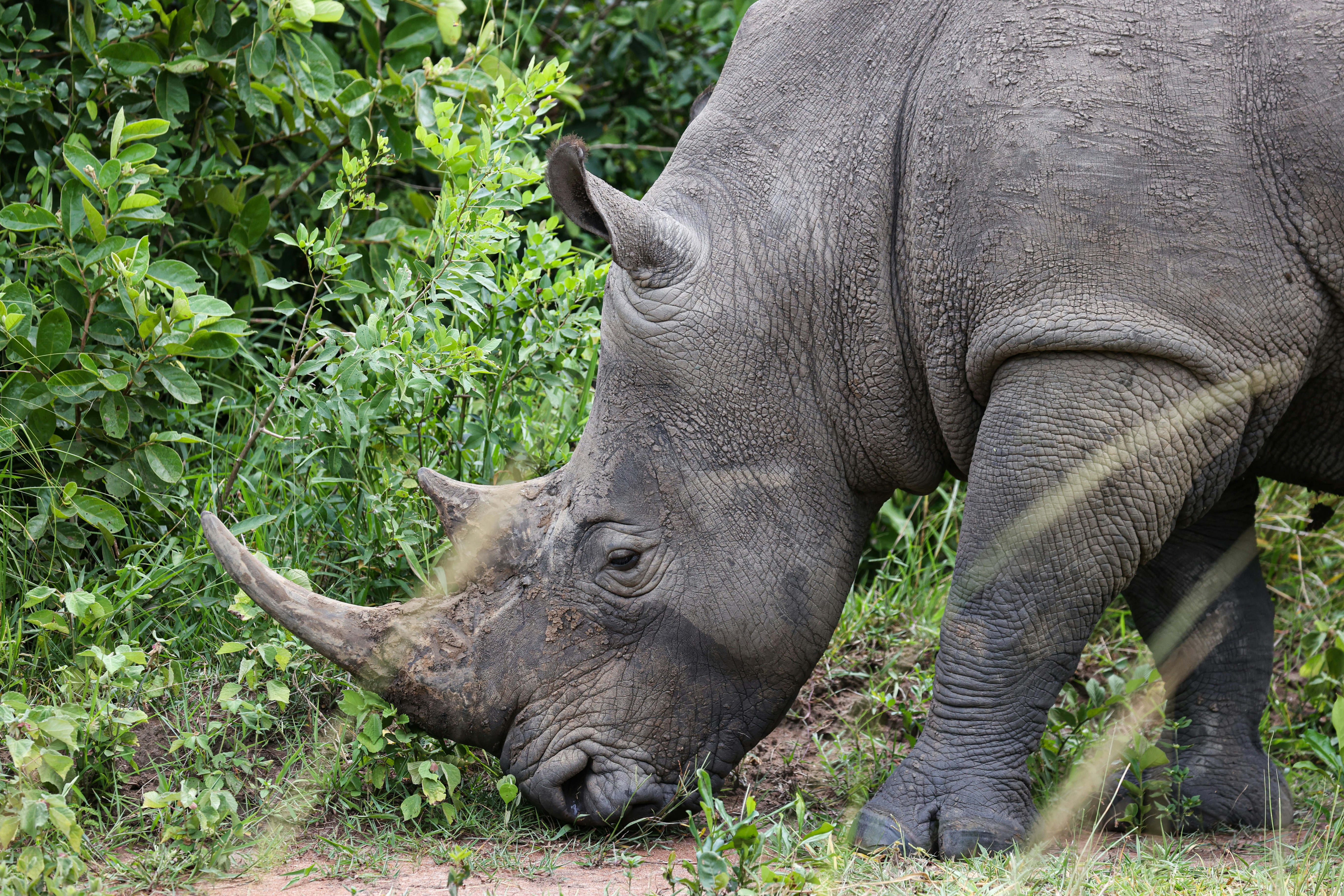 rwanda safari, wildlife safaris in rwanda, wilderness safaris in rwanda, safaris in rwanda, rwanda gorilla tour