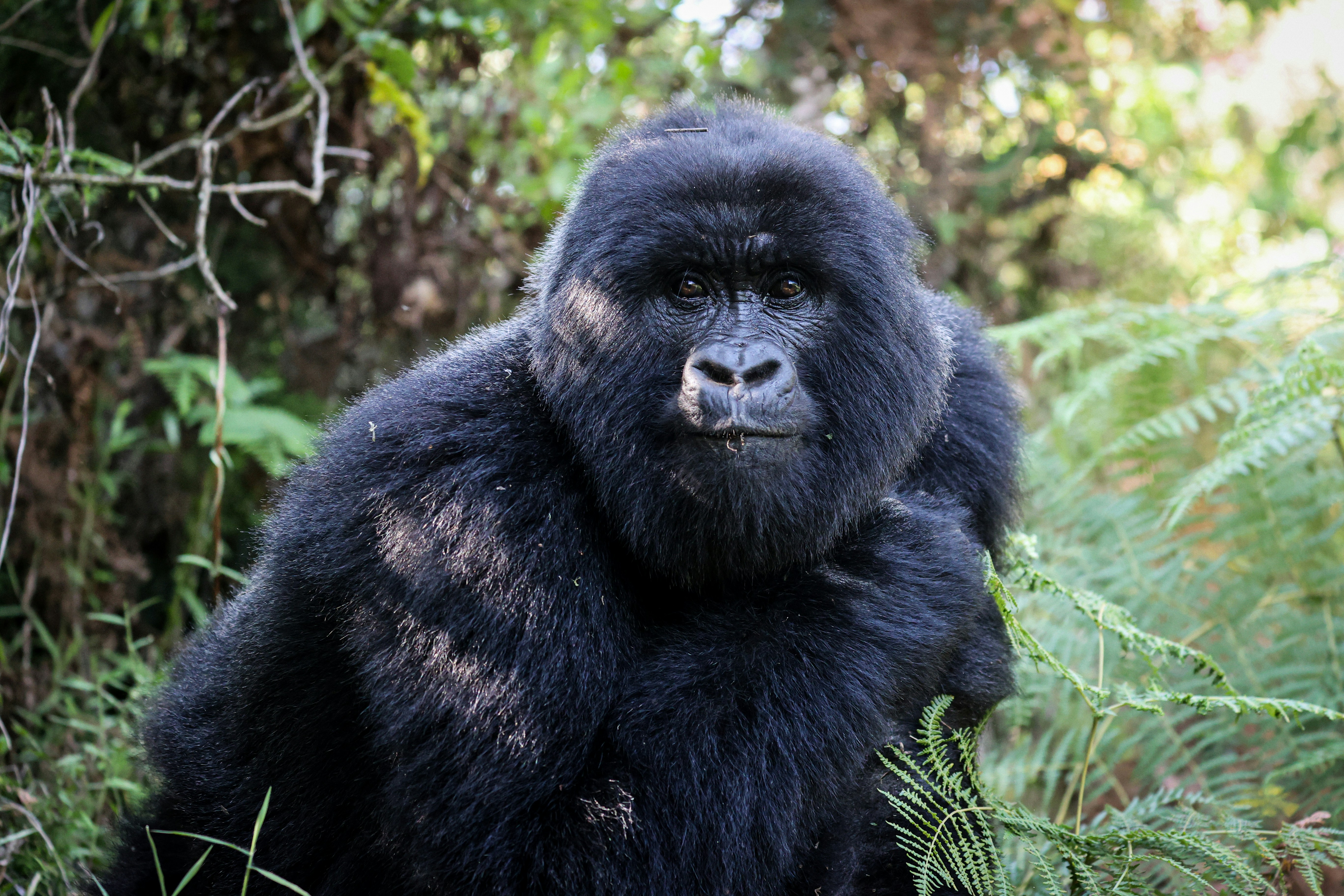 rwanda safari, wilderness rwanda, safaris in rwanda, rwanda gorilla tour, gorilla safaris in rwanda