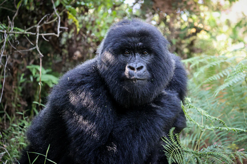 Golf & Gorilla Safari