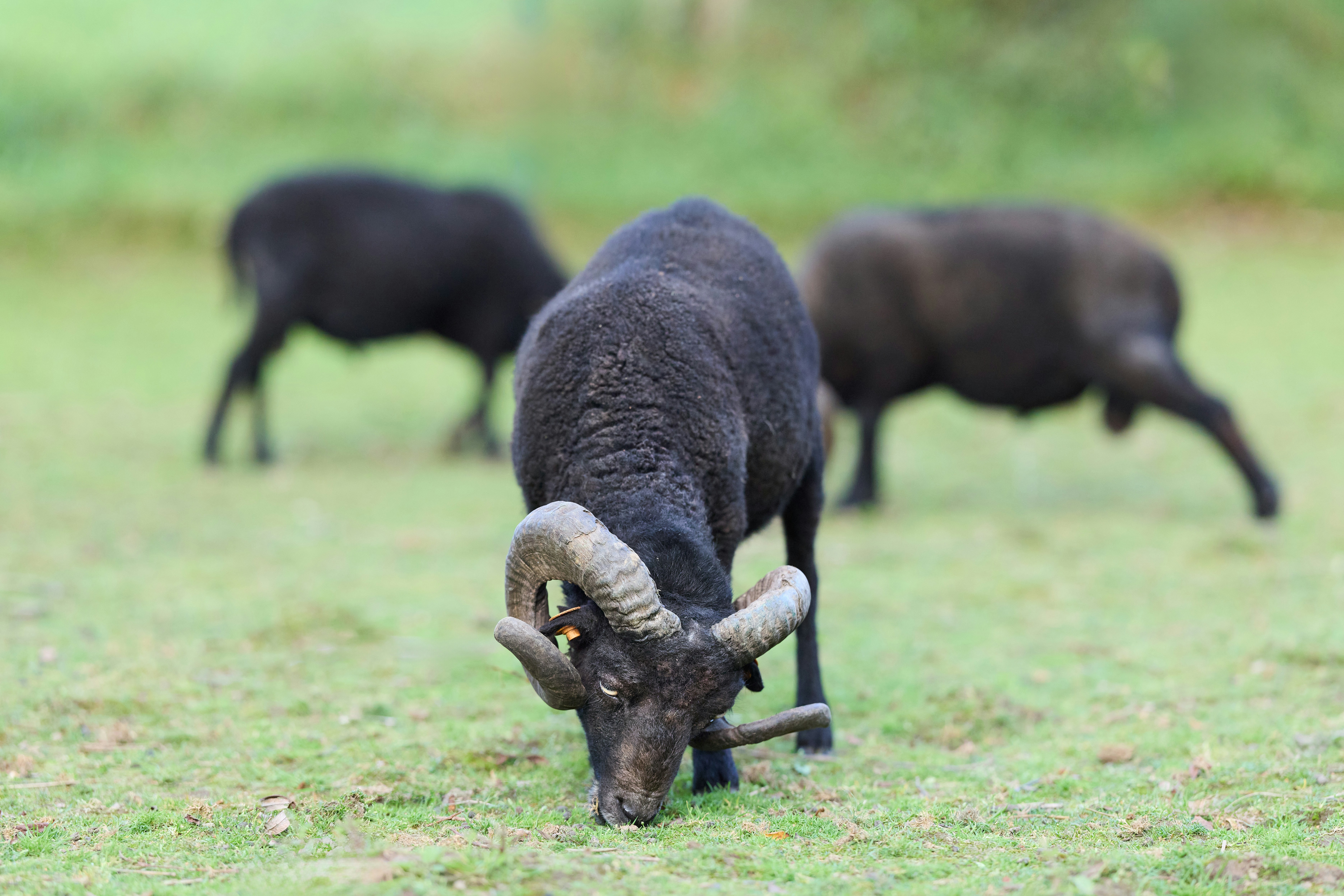 Photo by erwinbosman