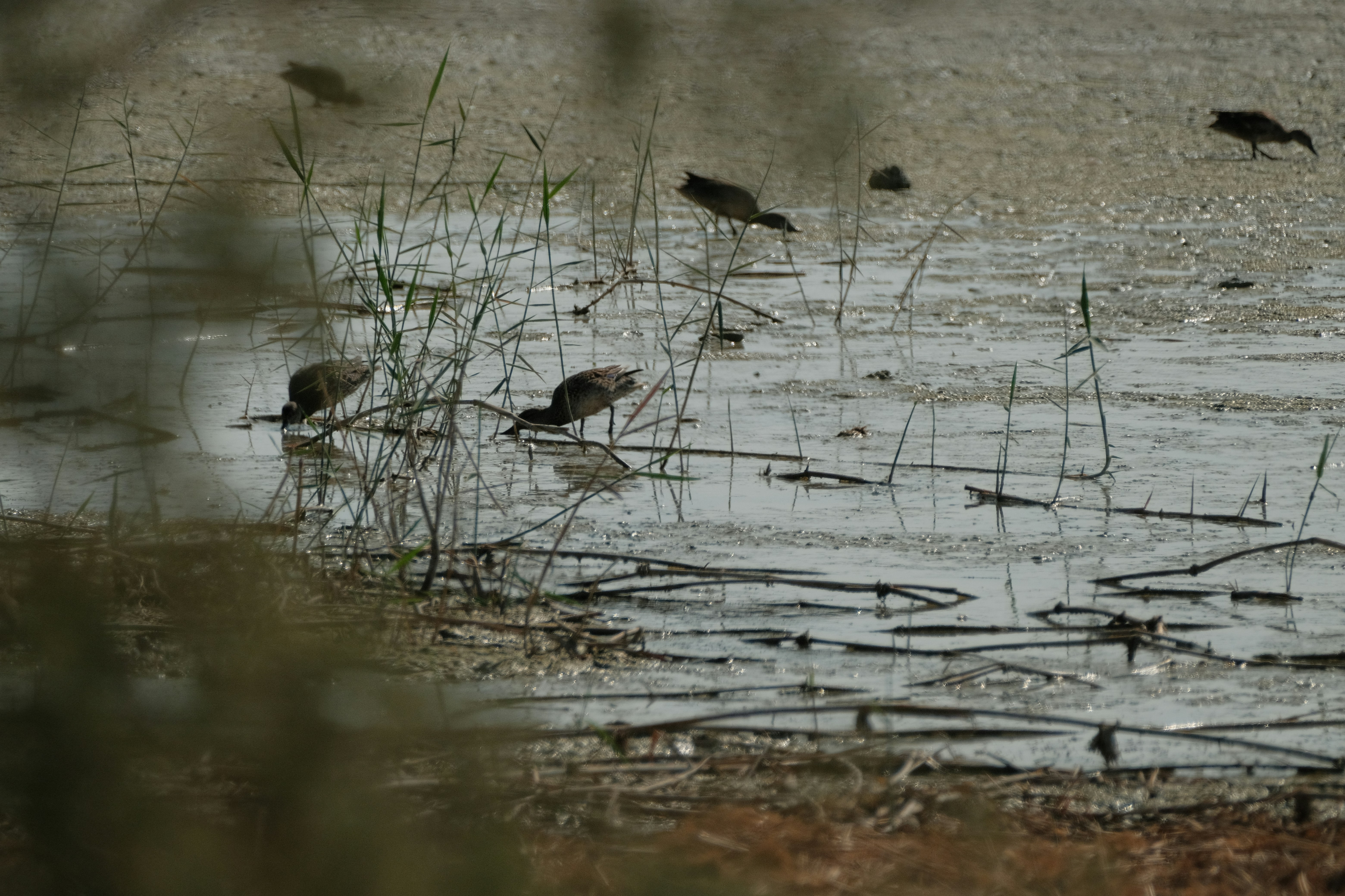 Several birds foraging in a shallow wetland area of water.