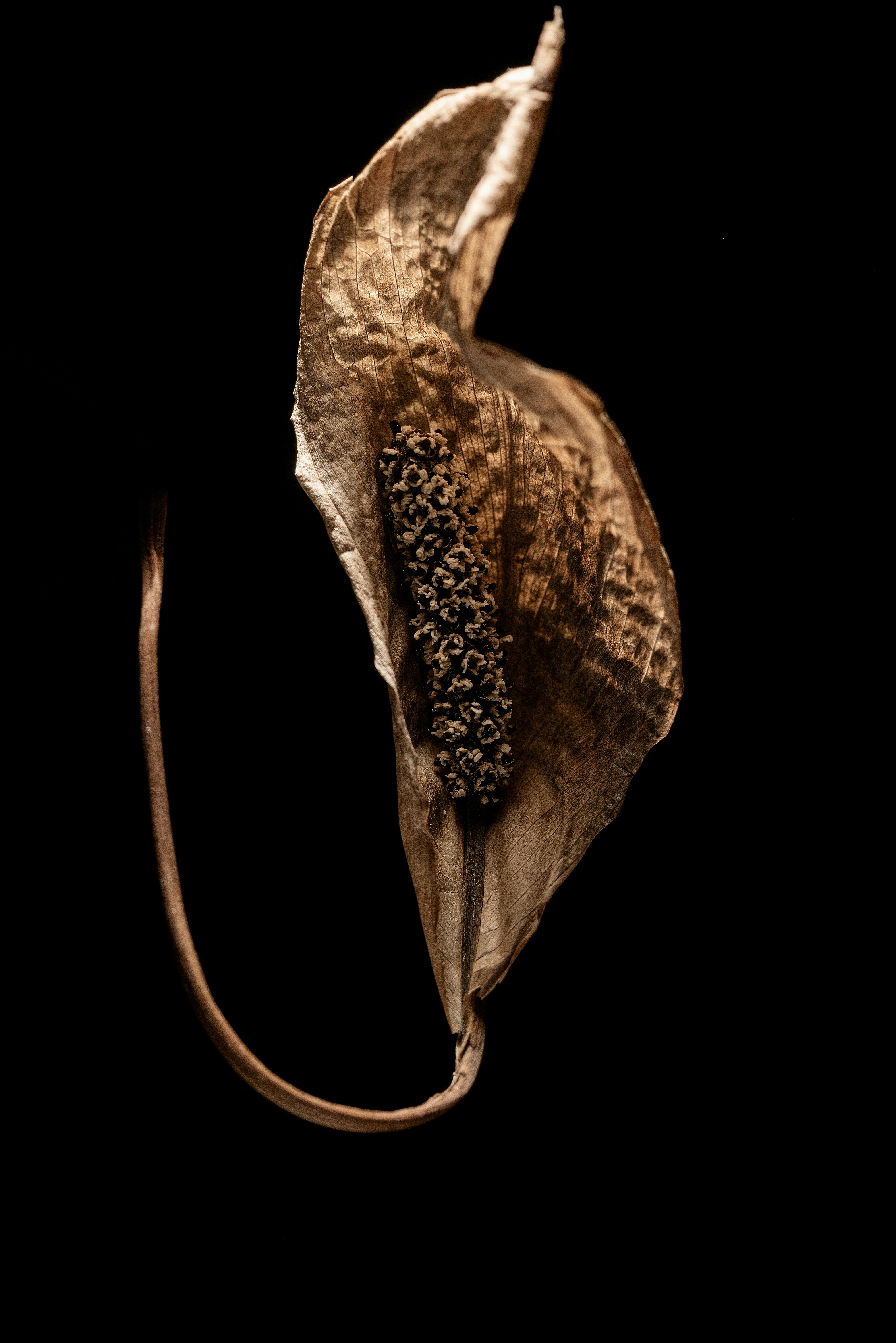 Photo by andrilliardbond