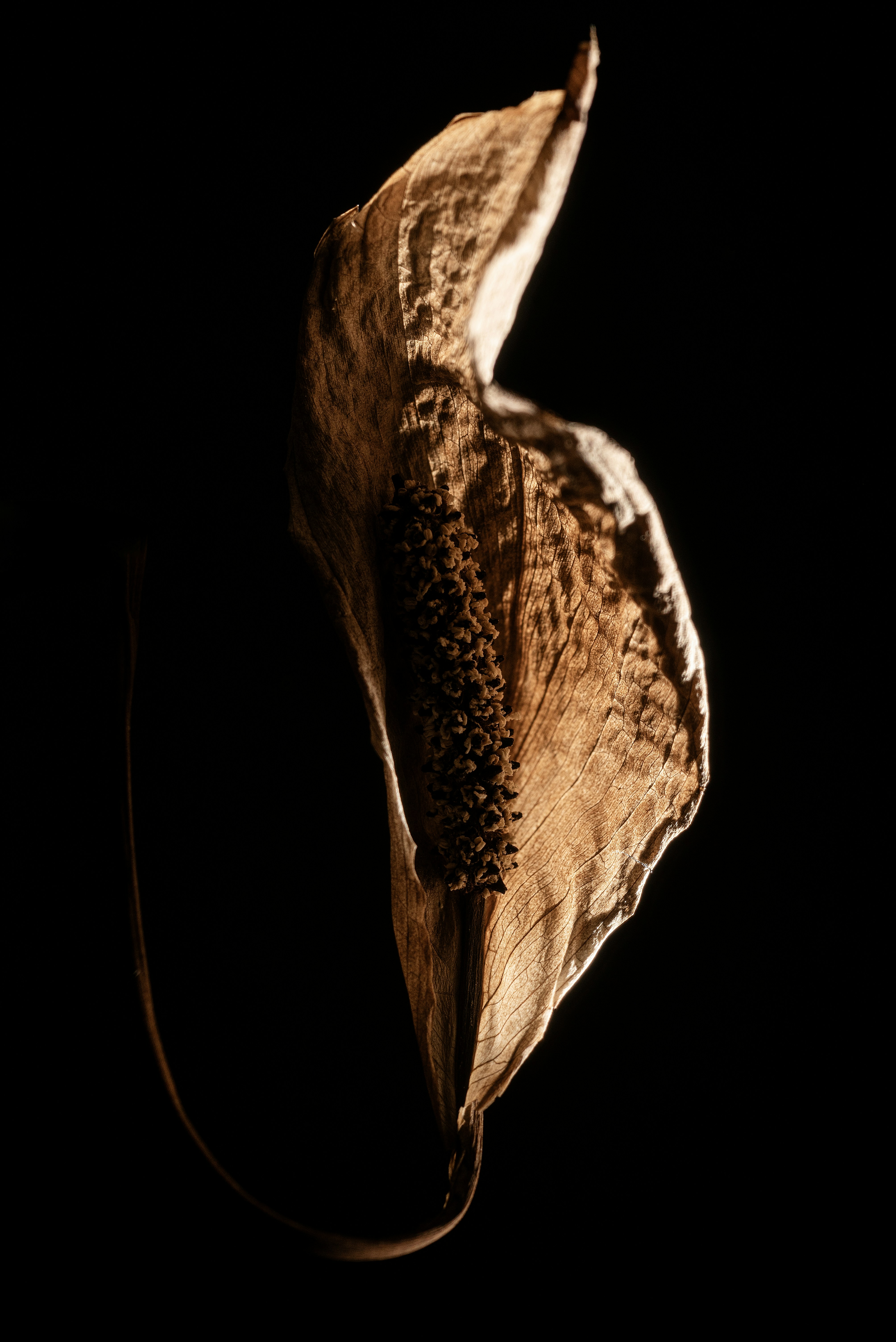 Photo by andrilliardbond