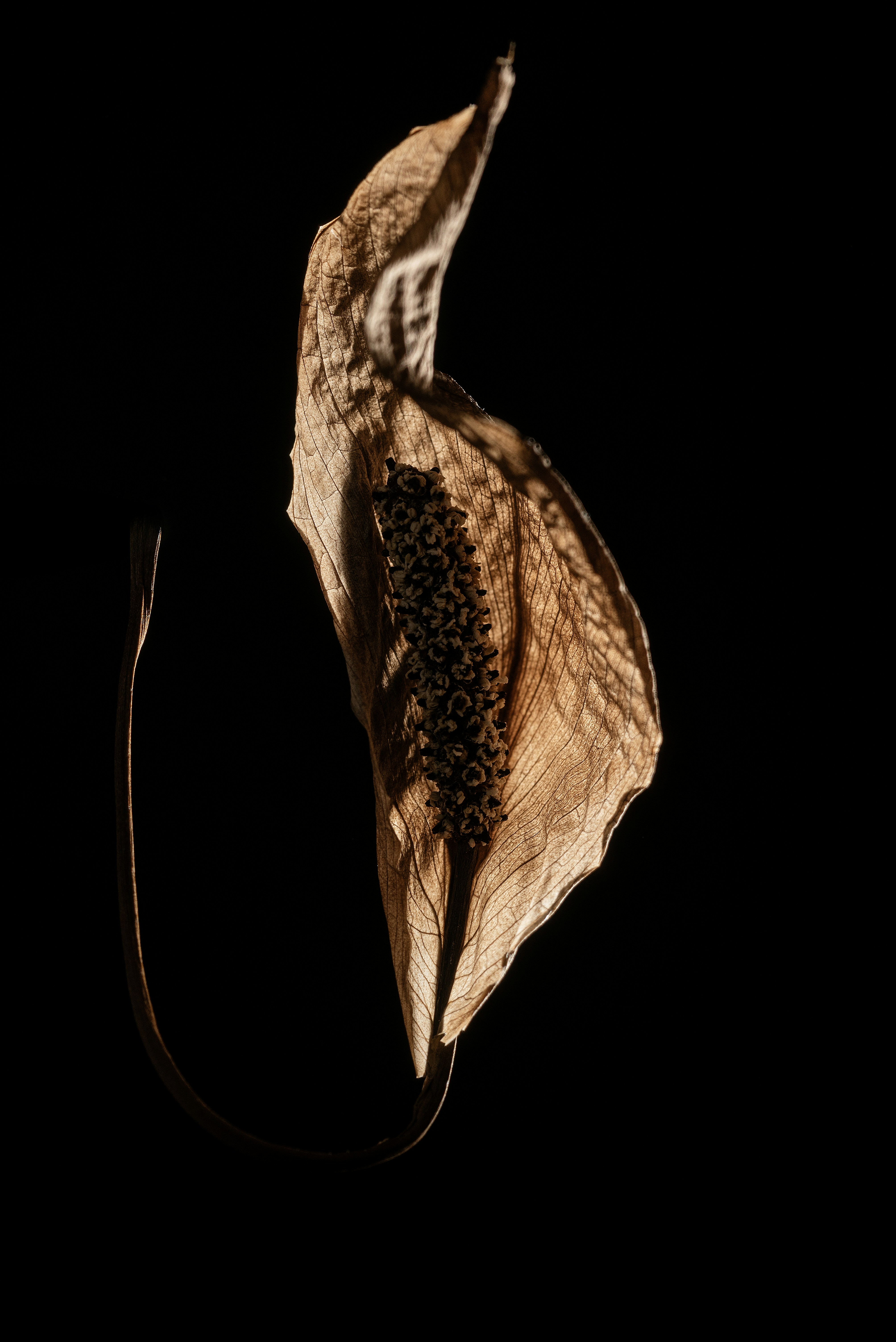 Photo by andrilliardbond