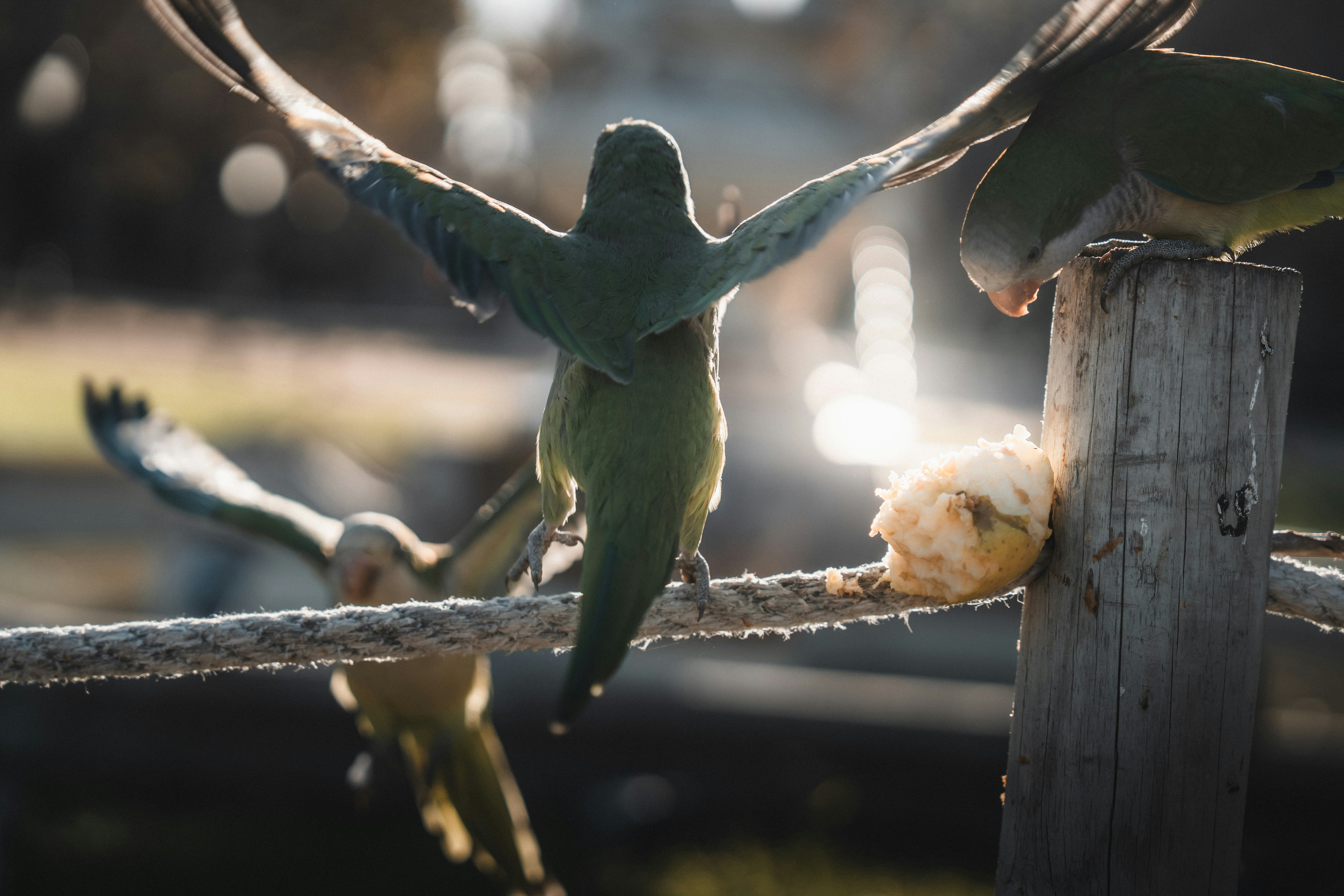 Best Rope Toys for Parrots and Complete Buying Guide