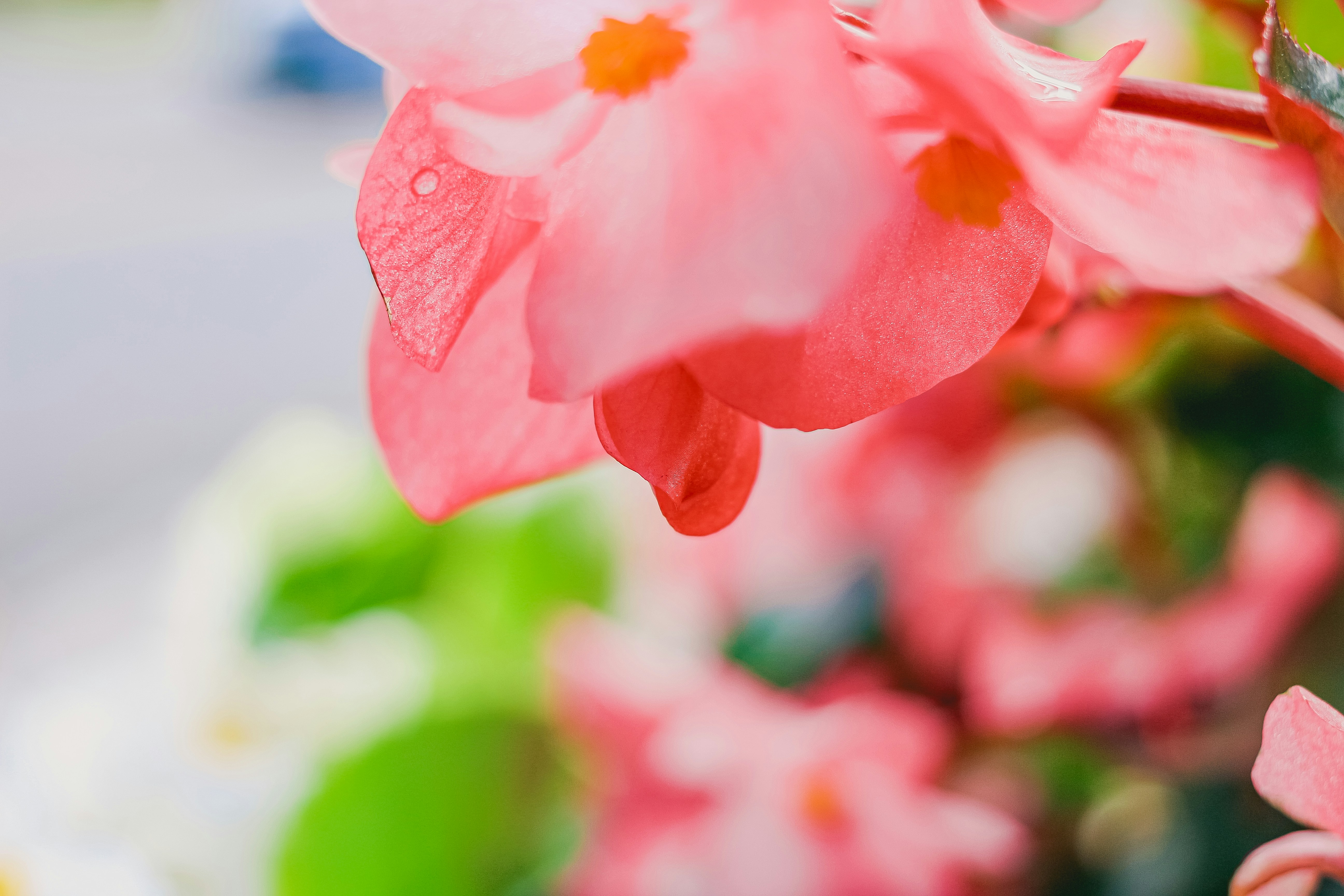 Close-up of delicate pink begonia flowers with green leaves.