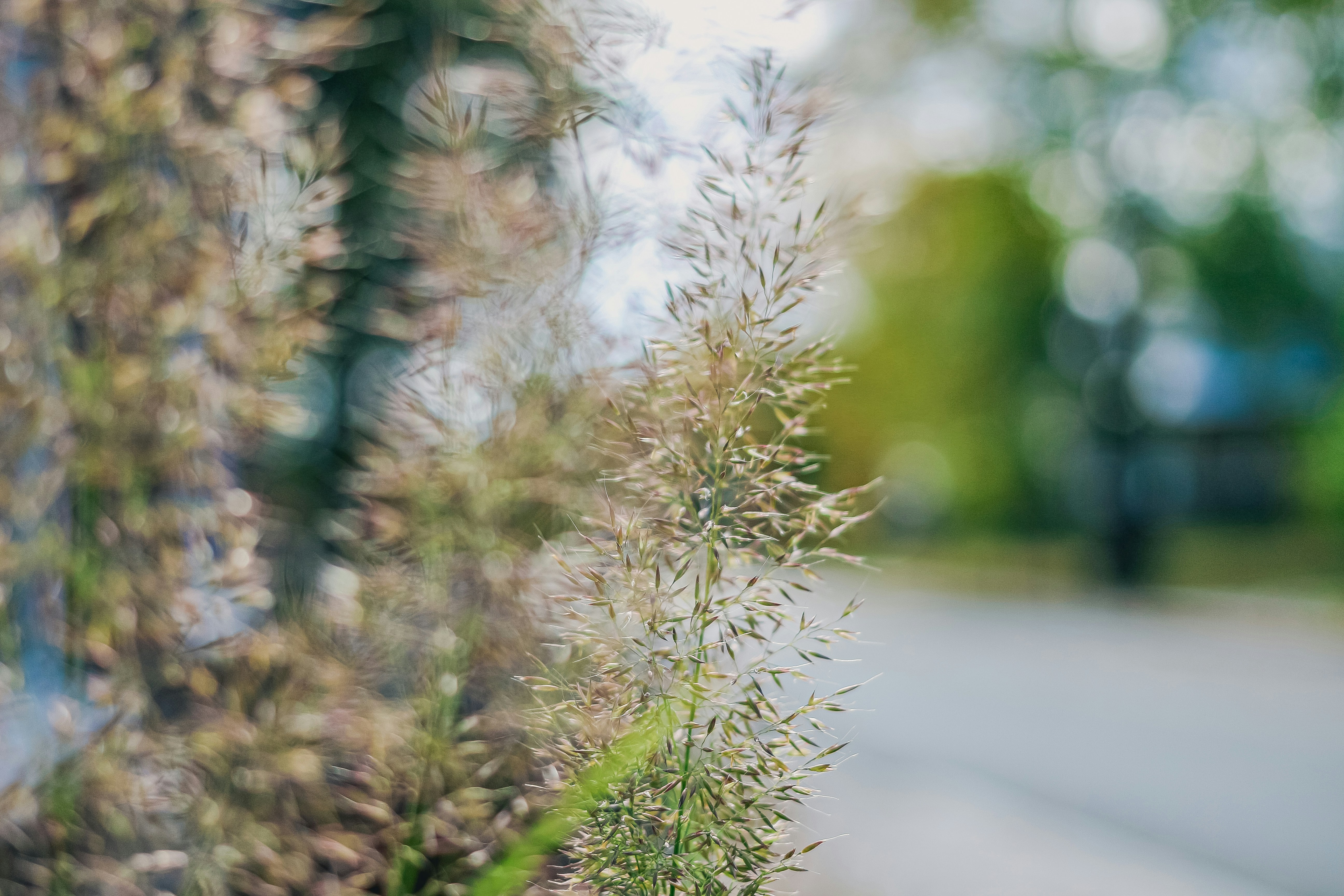 Close-up of tall grass with blurred background