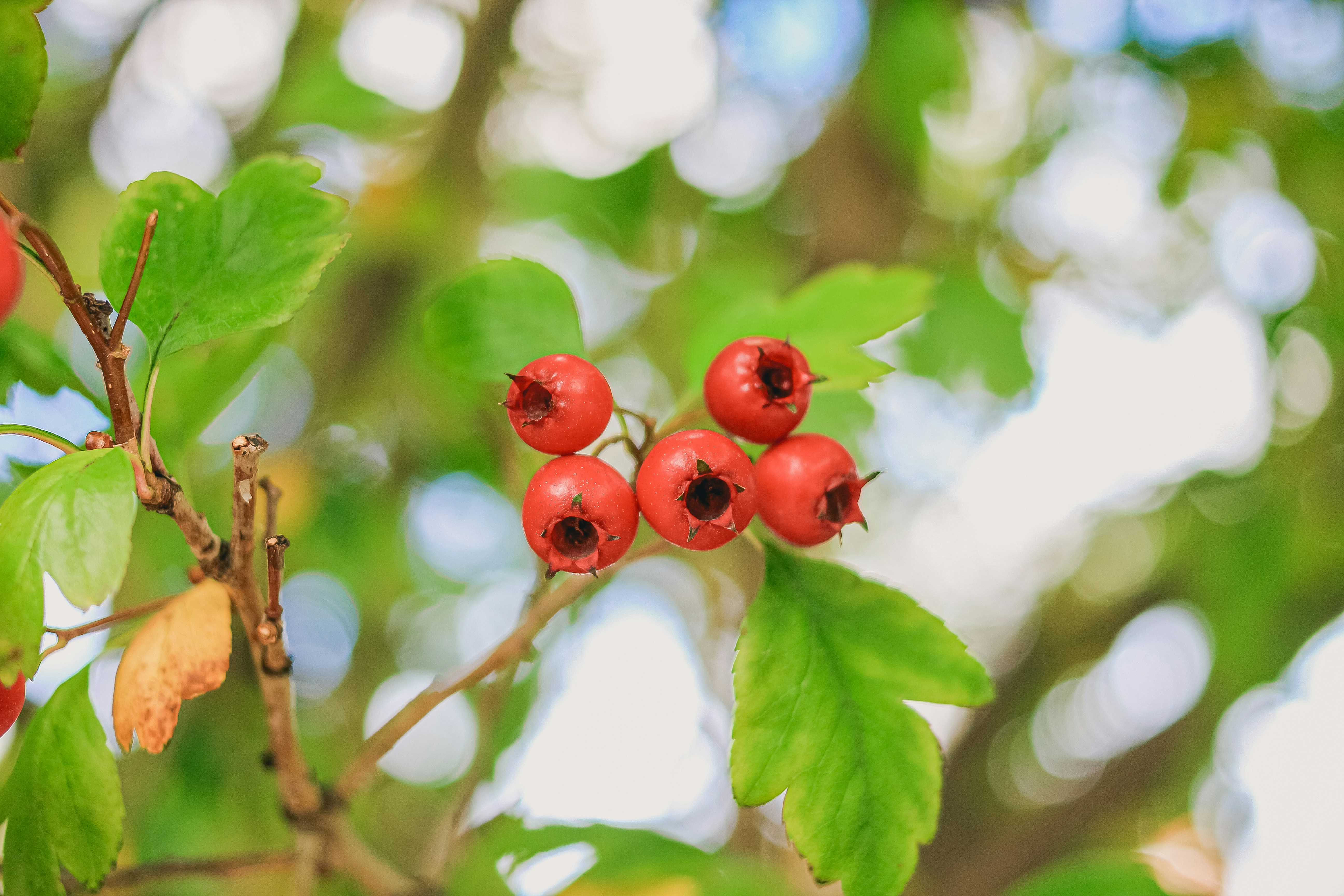 Hawthorn Berry for Heart Health: What 18 Years of Clinical Practice Taught Me