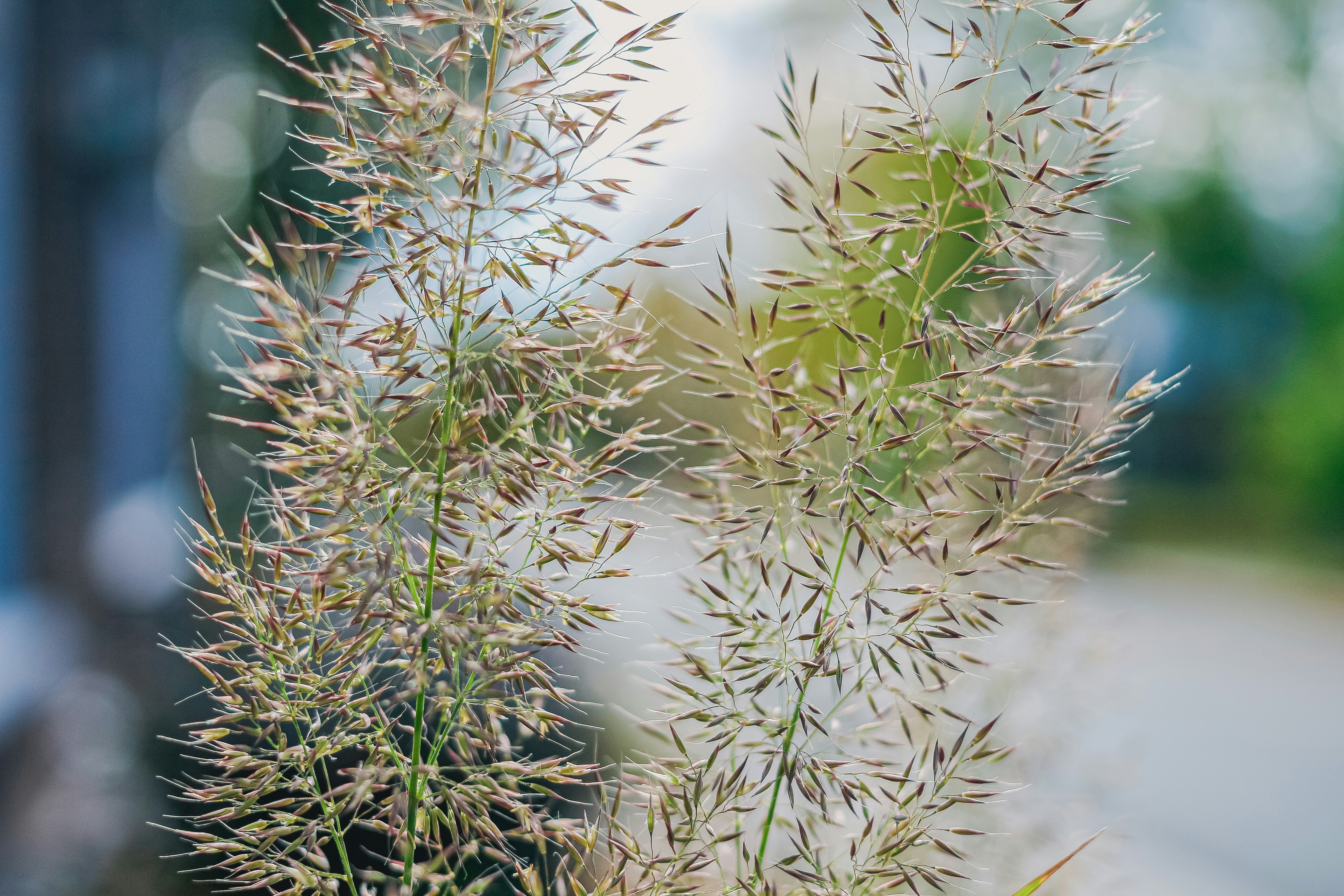 Close-up of tall grass seed heads in soft light