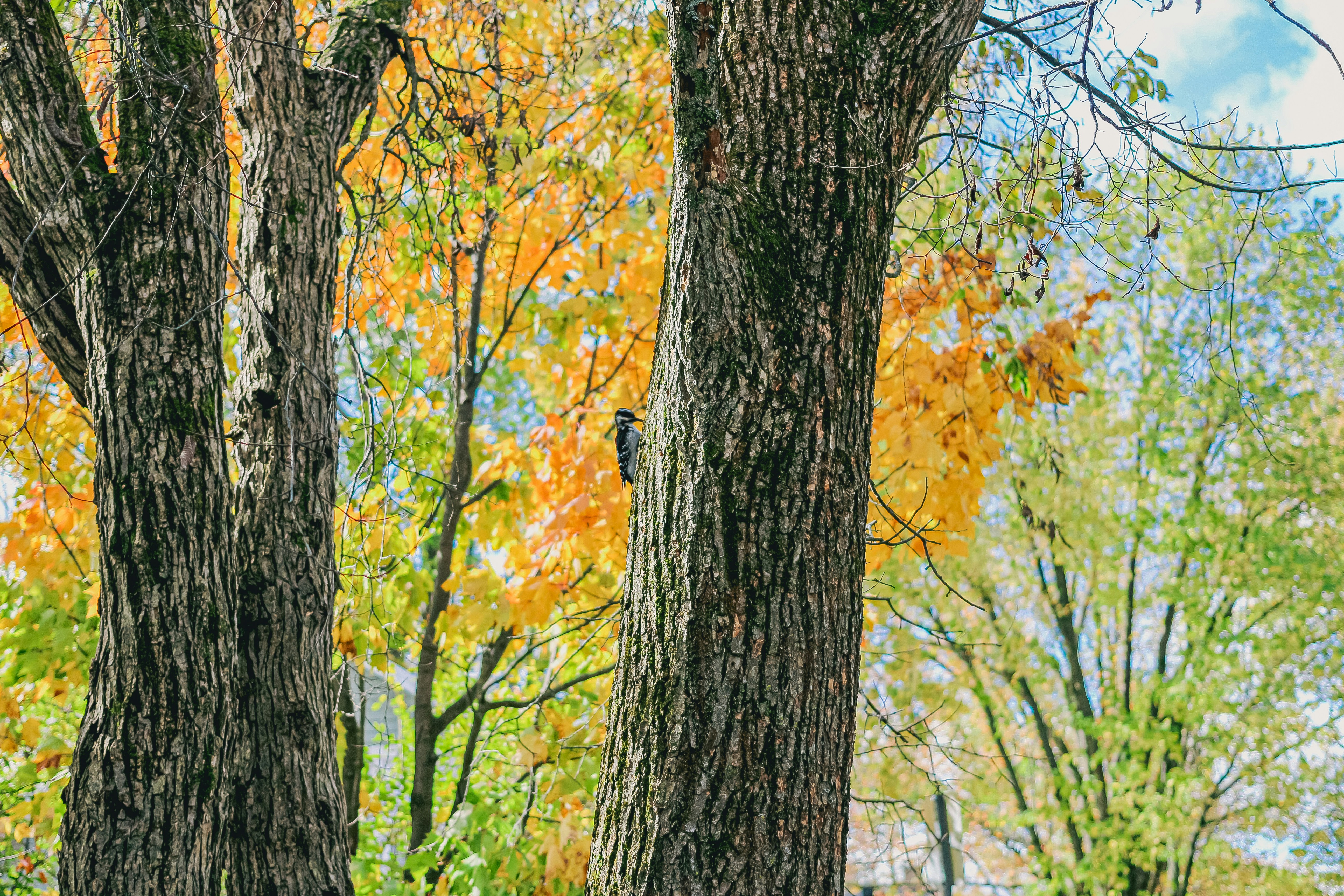 Two trees with autumn foliage in the background.