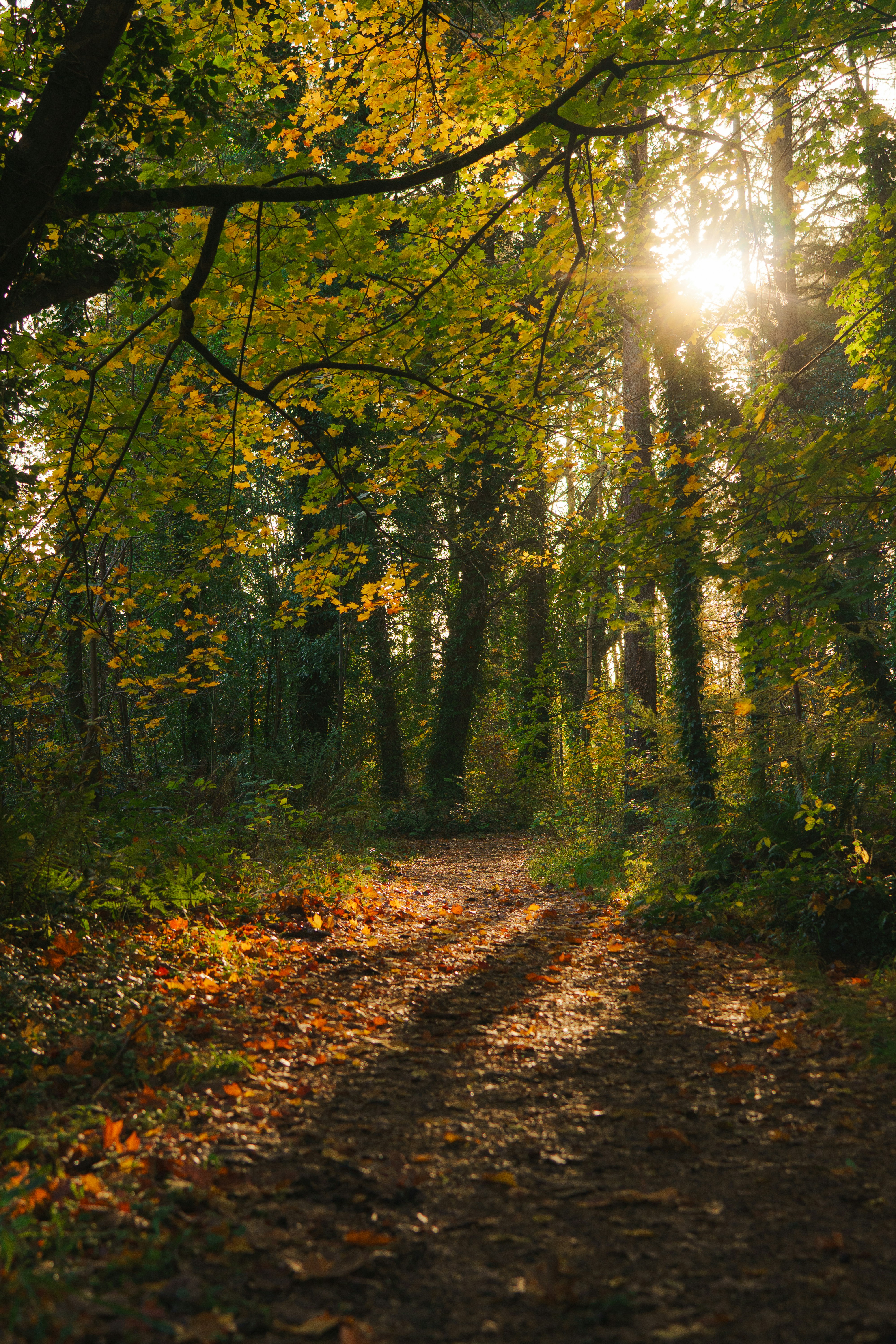 Sunlight streams through autumn trees onto a forest path.