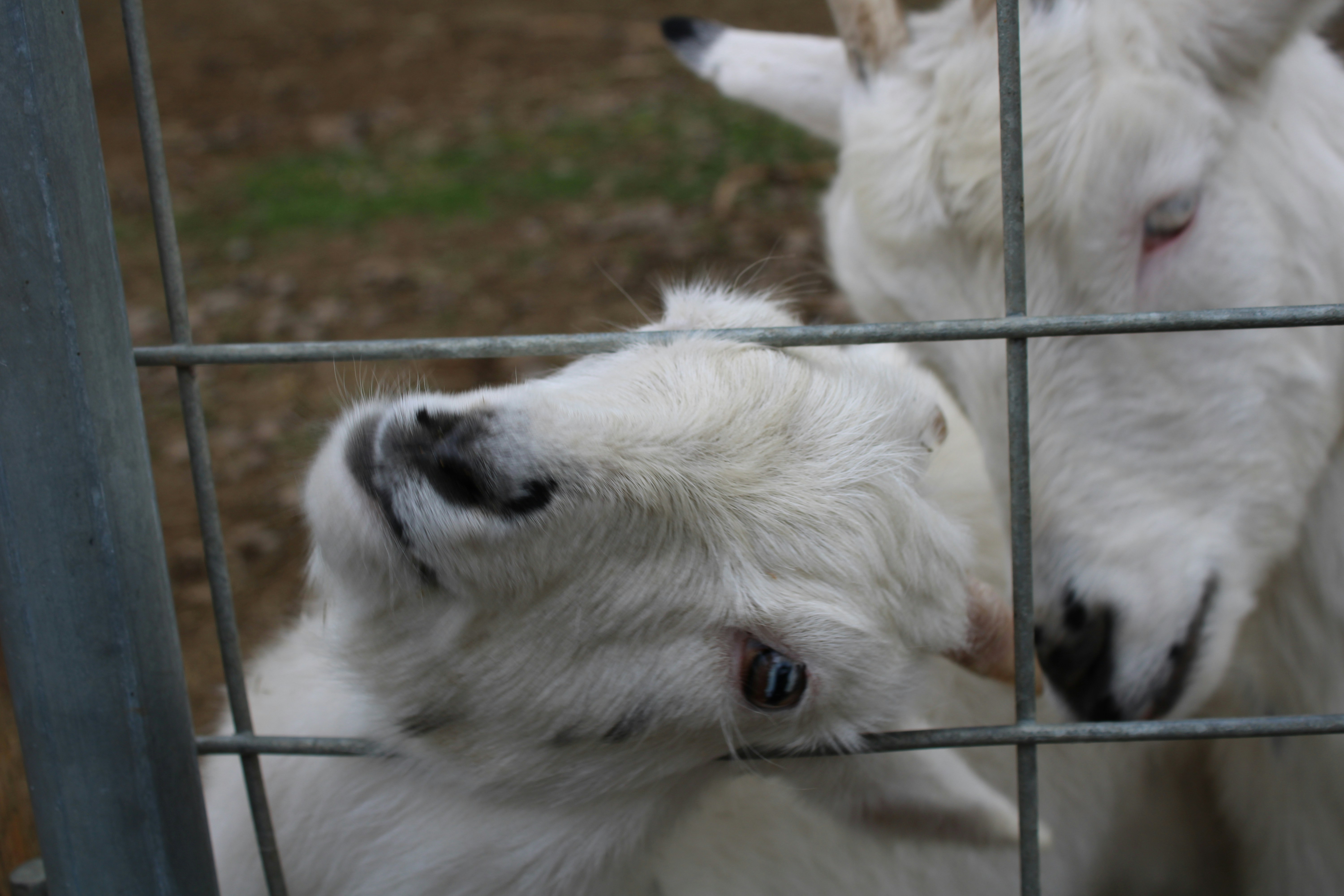 Two white goats behind a metal fence.