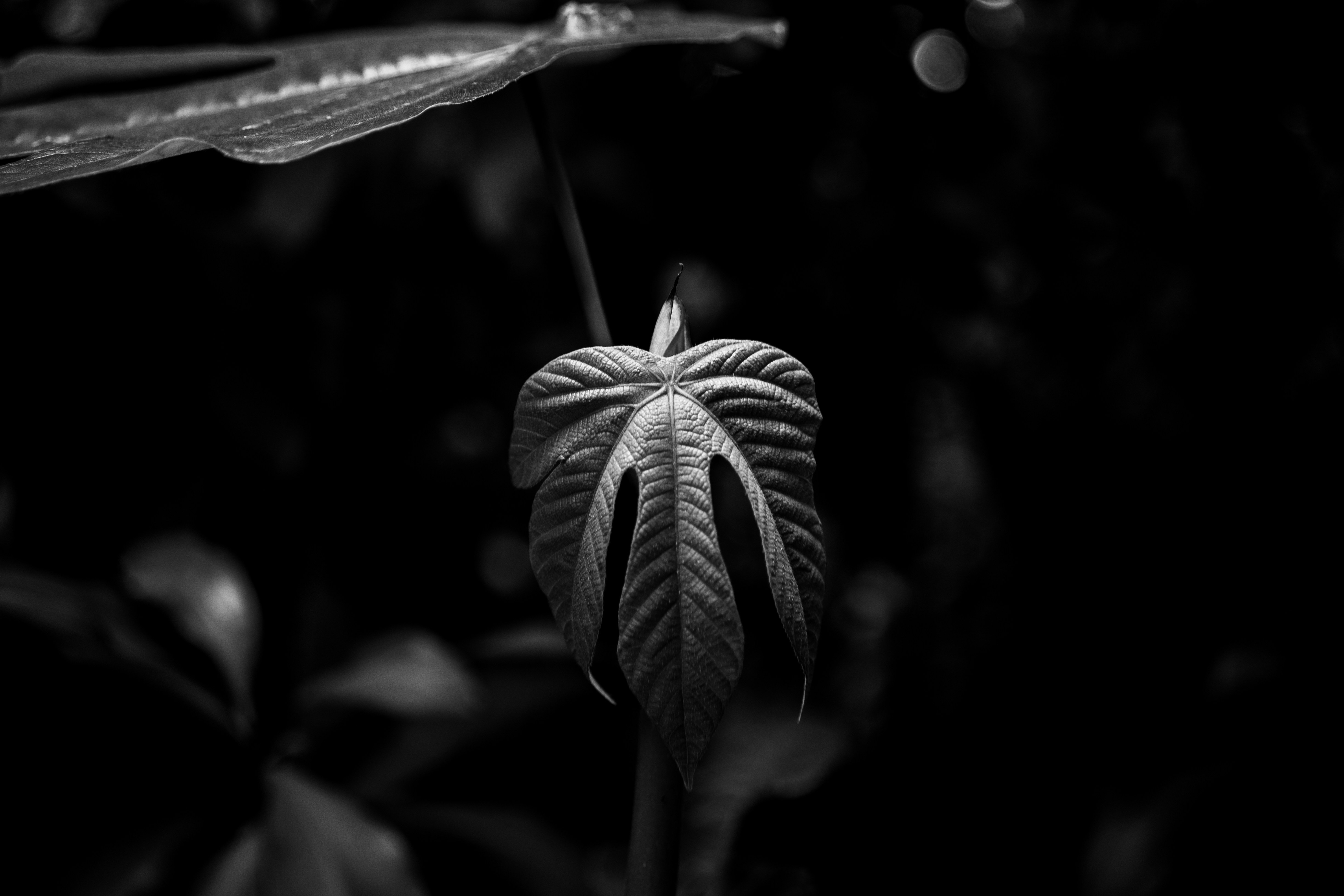 Photo by garrettsschmid