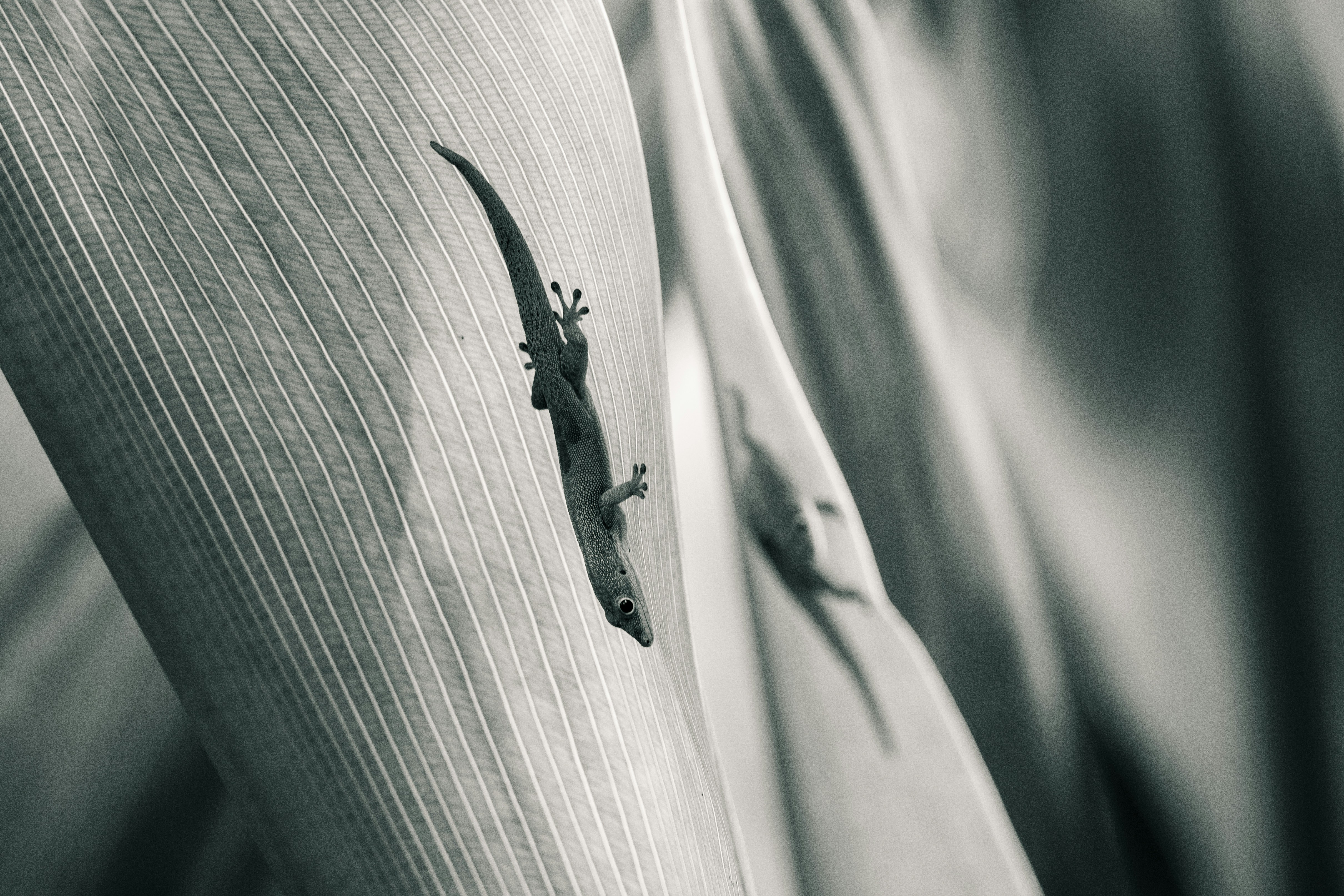 A small lizard clings to a large leaf