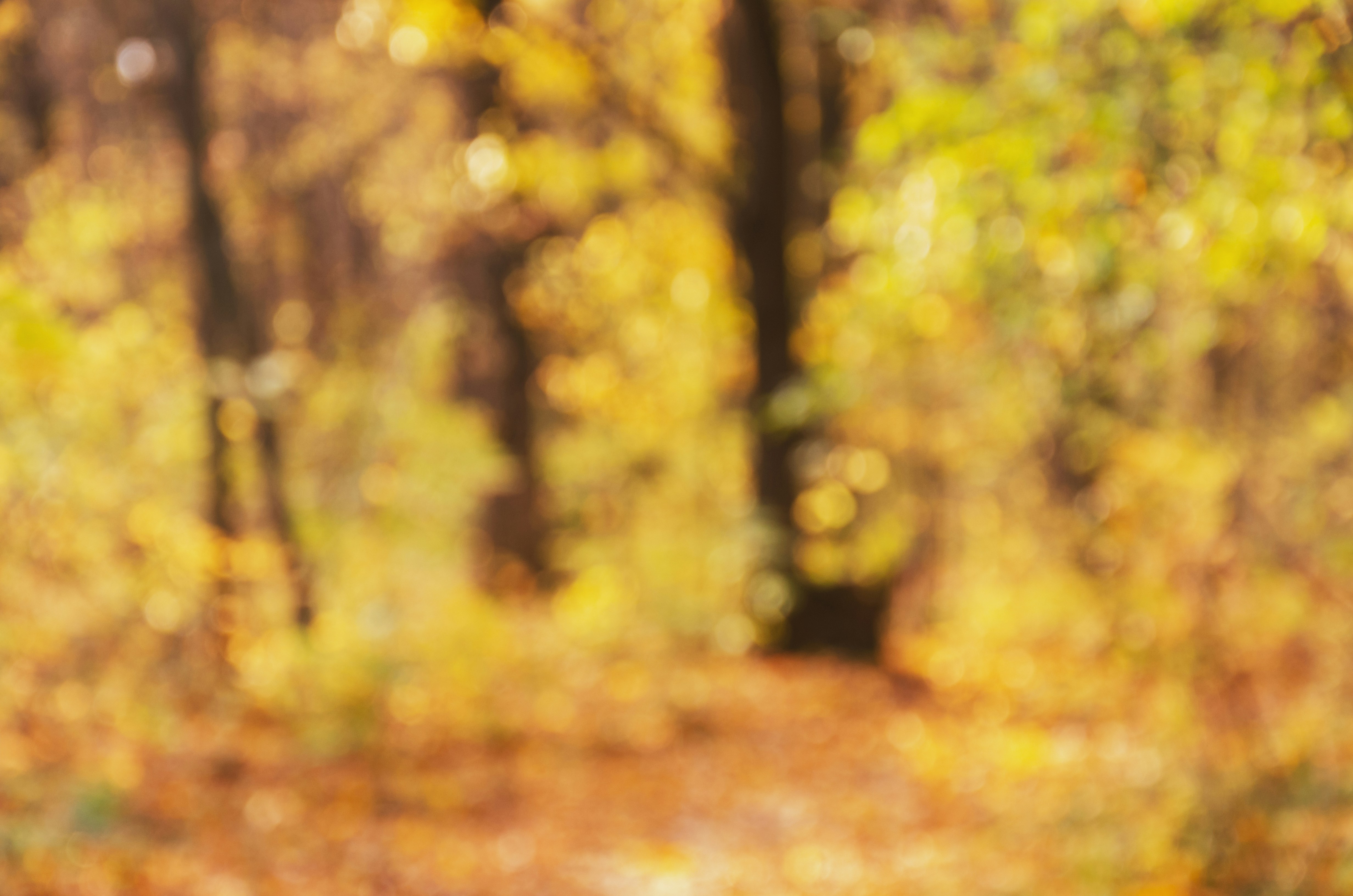 When the Maples Melt: Chasing Amber Bokeh on America's Foliage Highways
