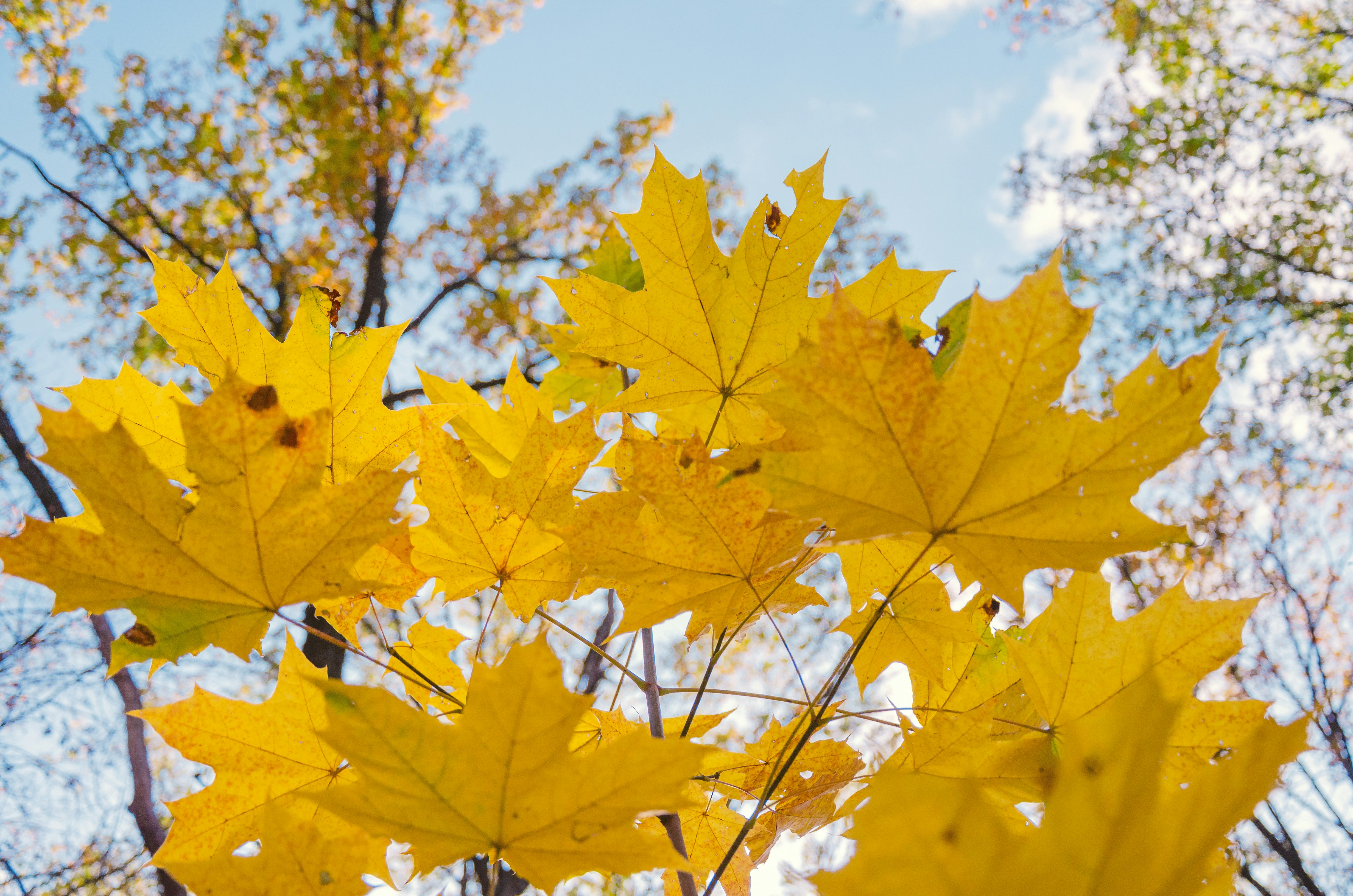 Bright yellow autumn maple leaves against blue sky photo – Free Forest ...