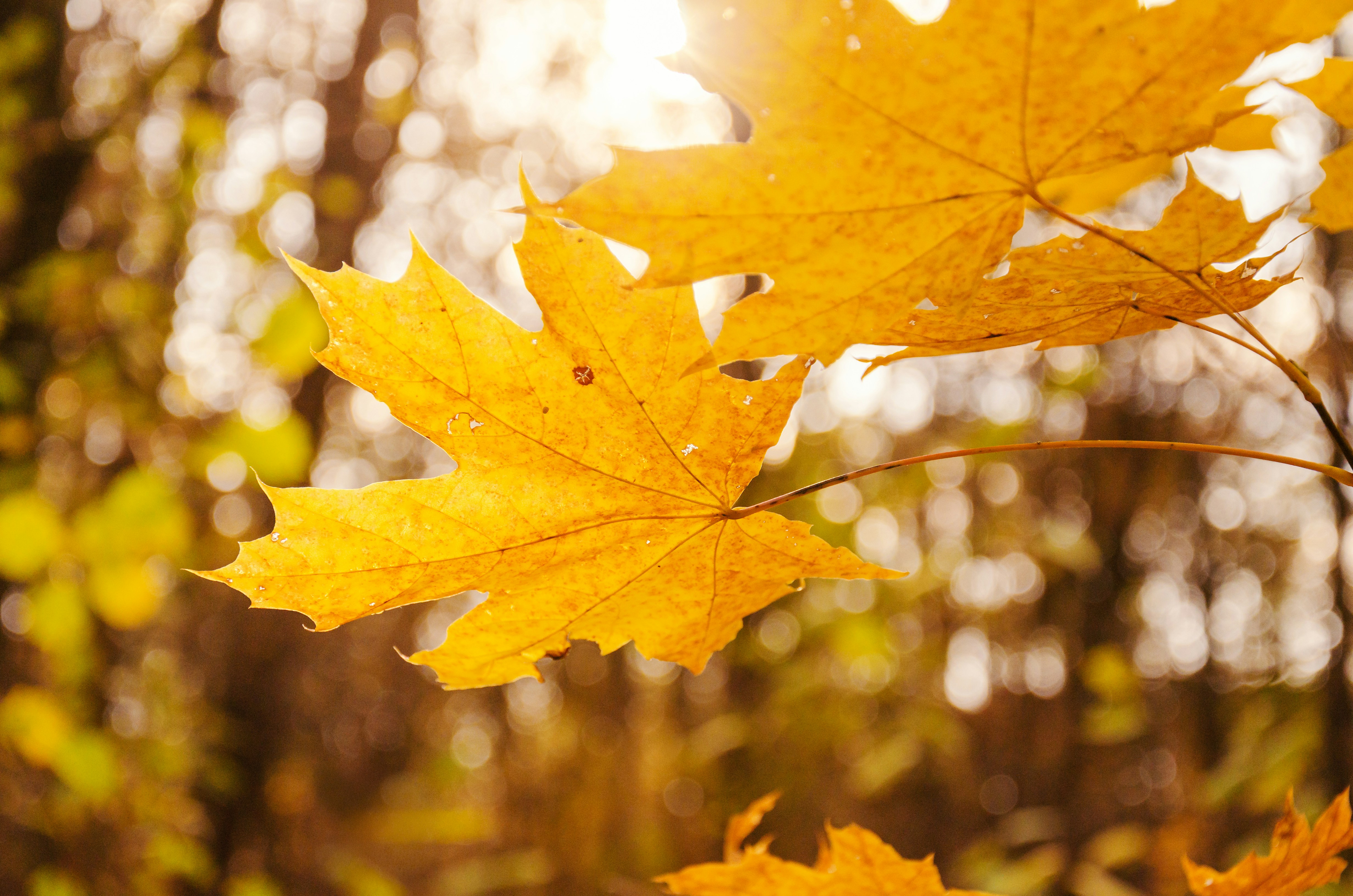 Golden maple leaves illuminated by sunlight in autumn. photo – Free Forest  Image on Unsplash, image size:3000x1987