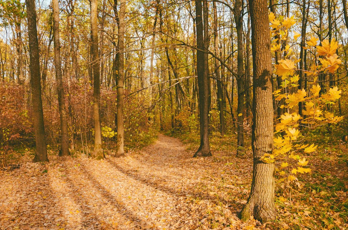 Sunlit hiking trail covered in golden fallen leaves through a Hill Country autumn forest