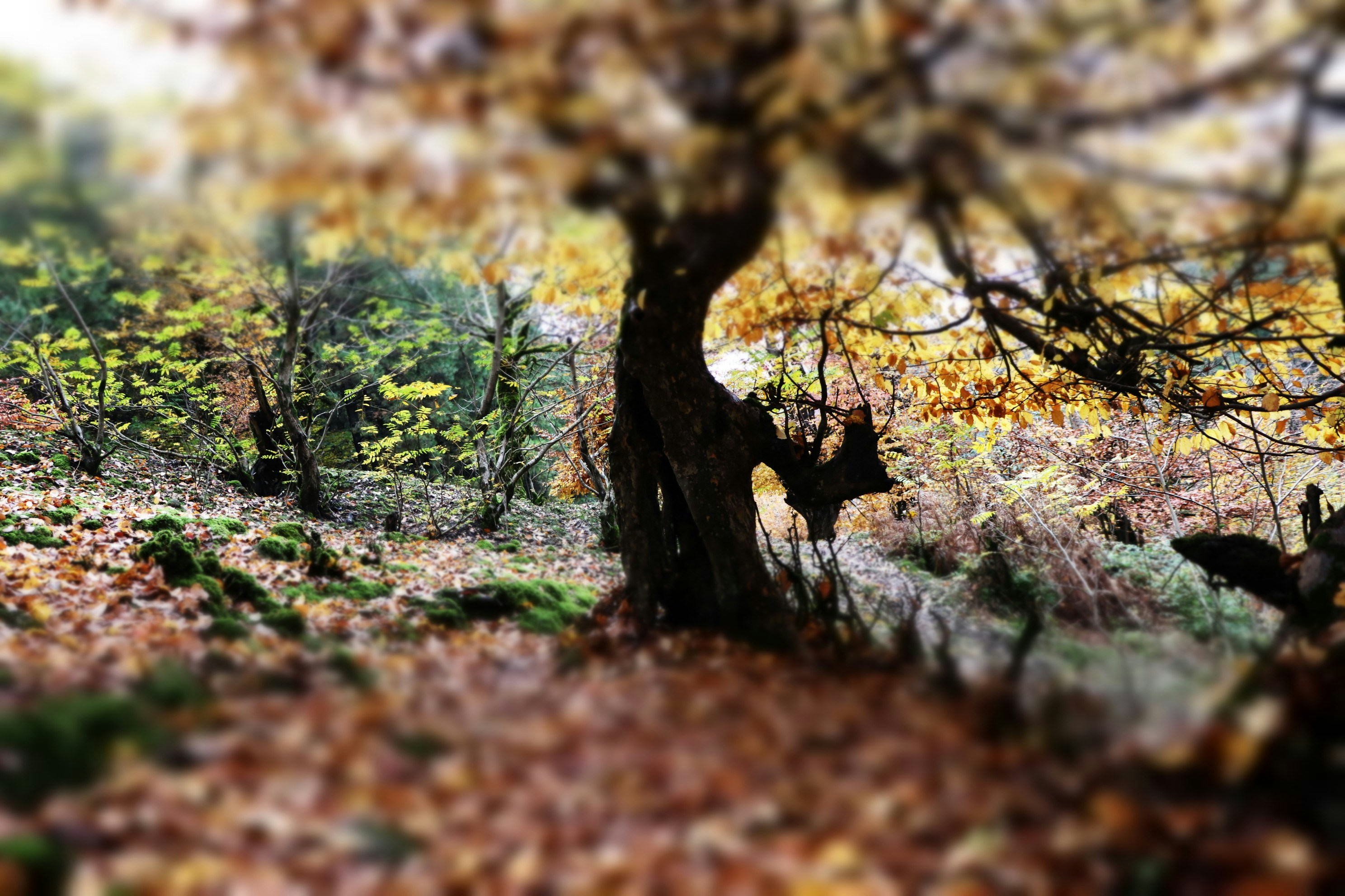 Autumn forest with fallen leaves and trees