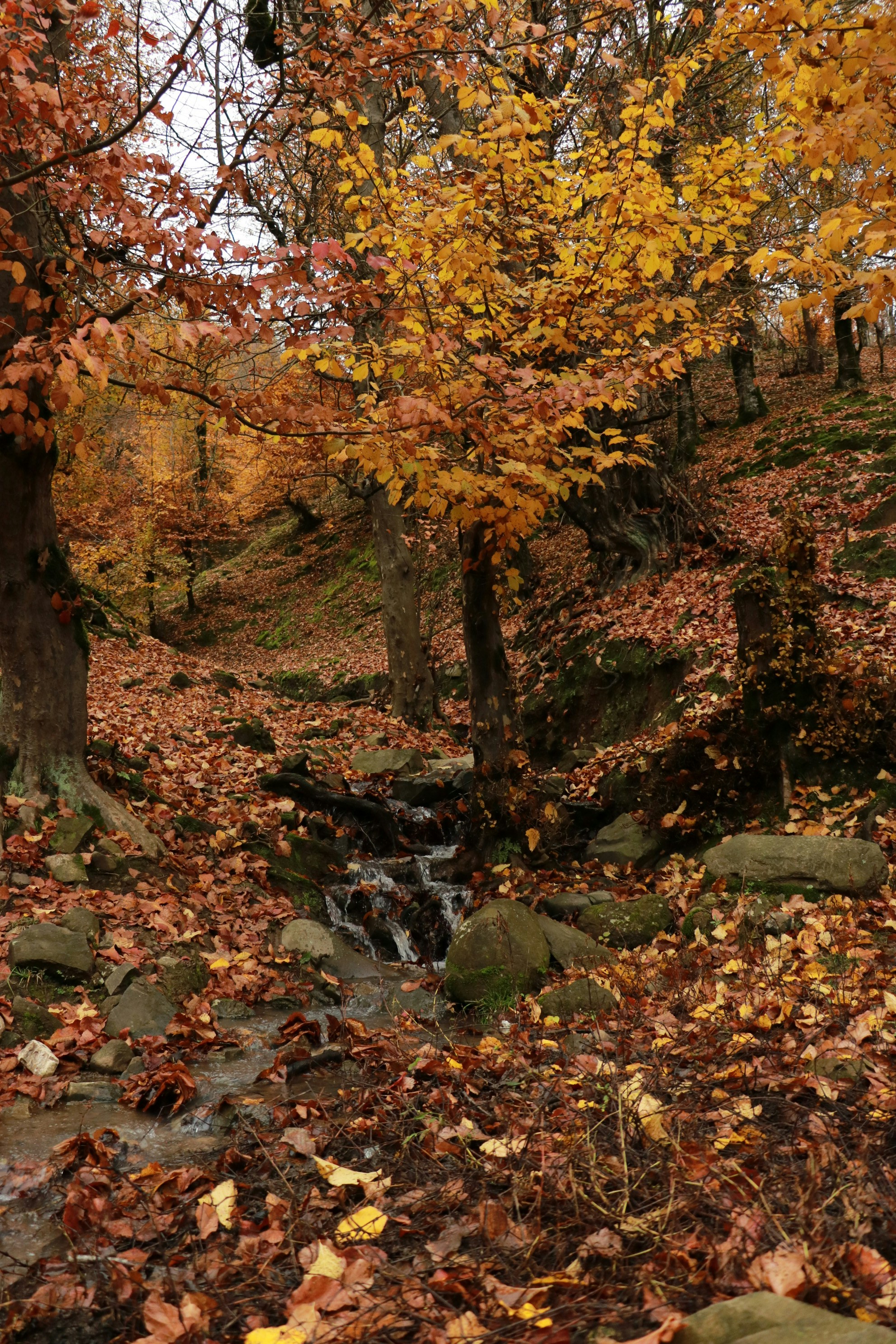 Autumn forest with a small stream and fallen leaves