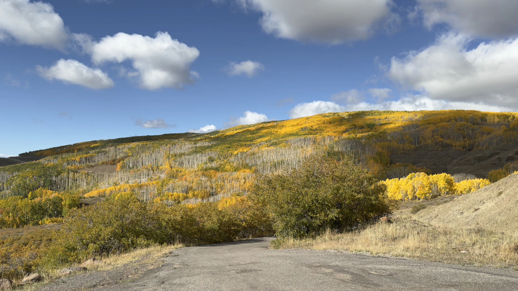 Hillside covered in golden autumn aspen trees under blue sky