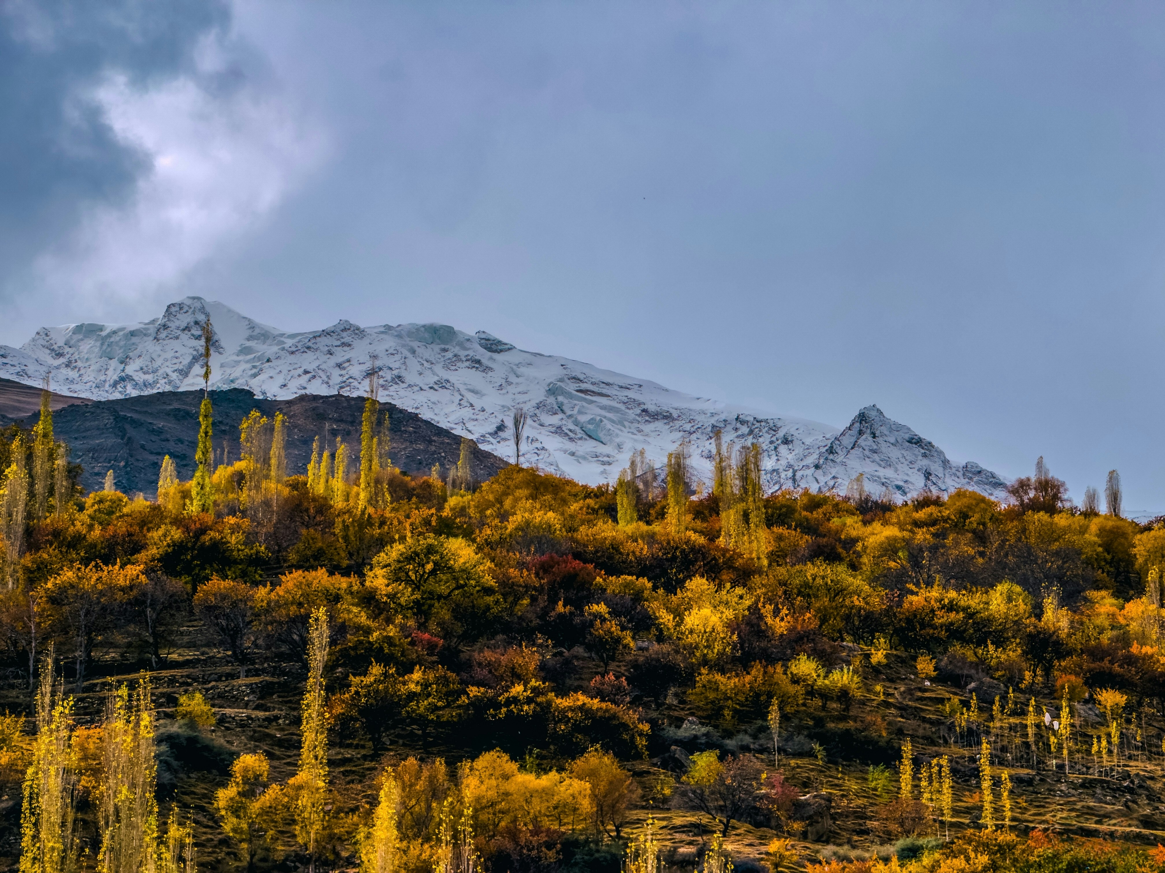Autumn trees on a hillside with snow-capped mountains.
