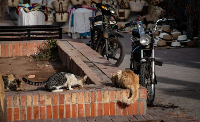 Street Food
