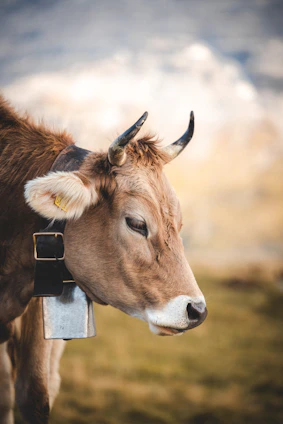 A brown cow with a bell around its neck.