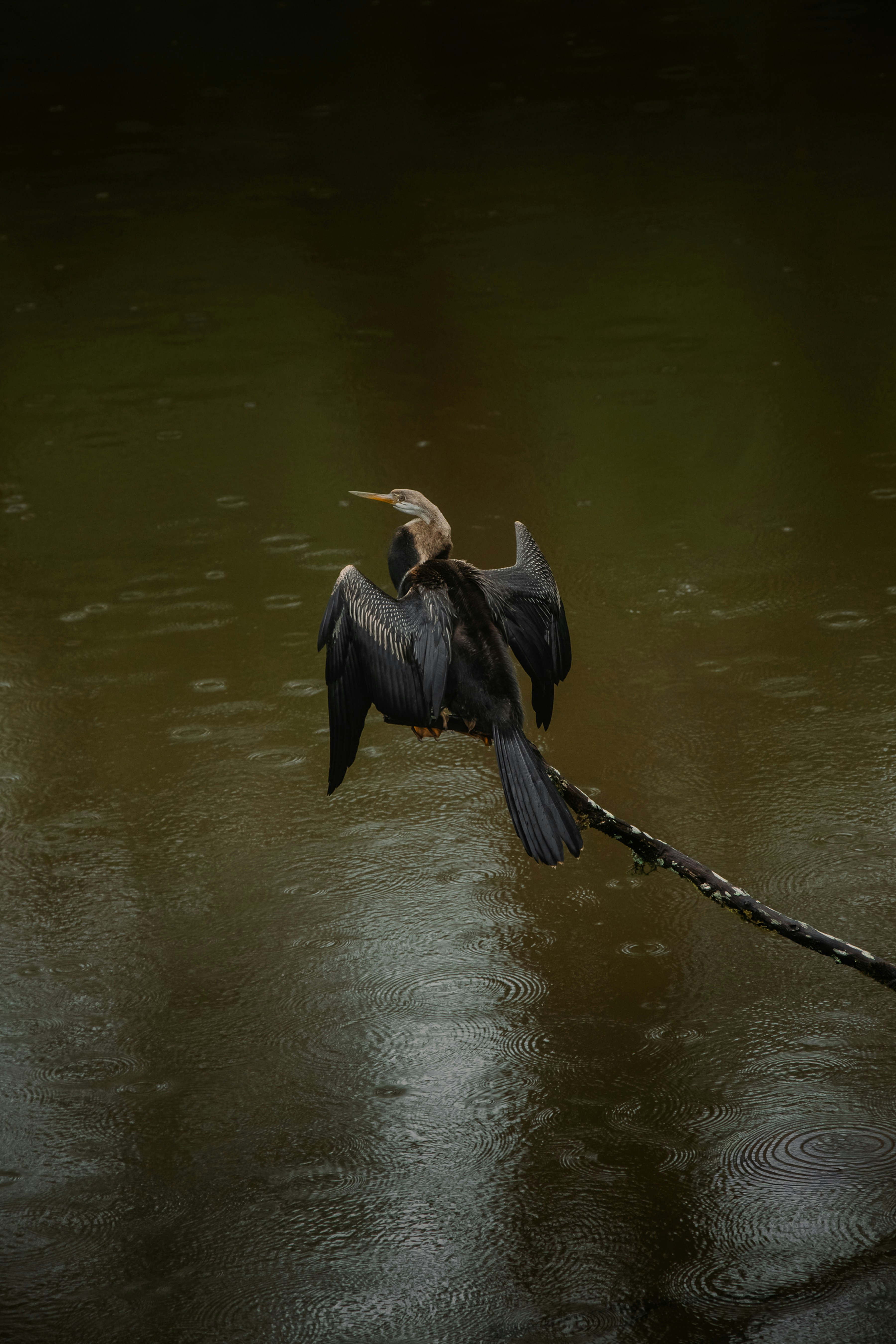 Photo by kamal_anand