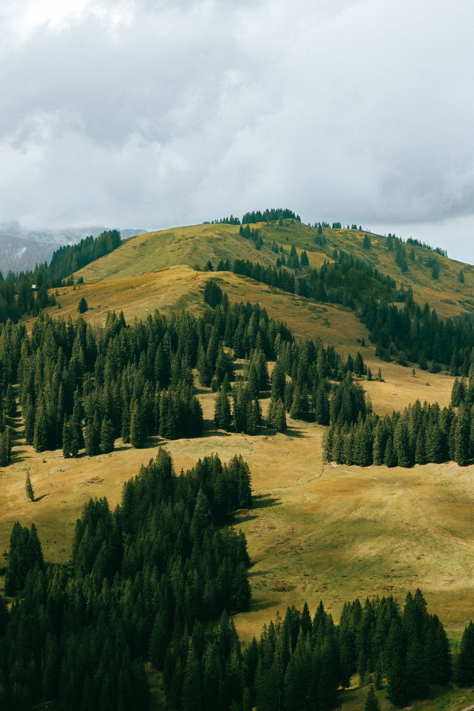 Rolling green hills under a soft sky