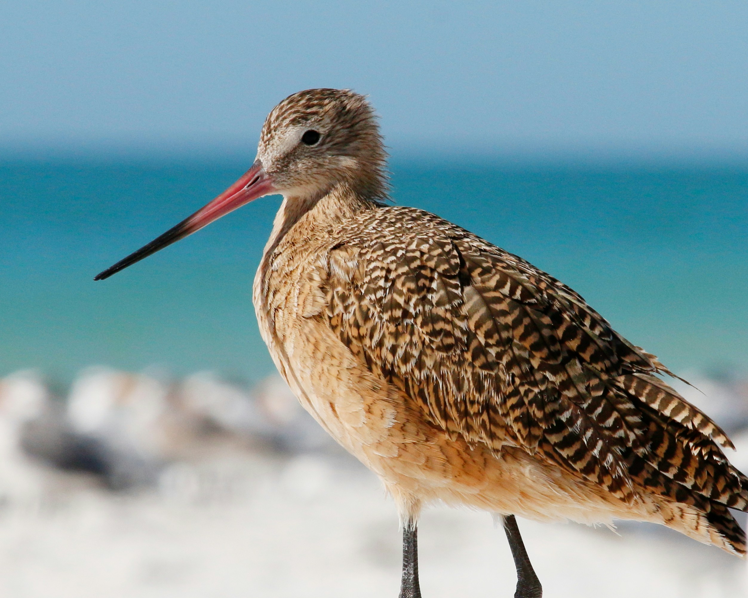 Photo by goldenplover31