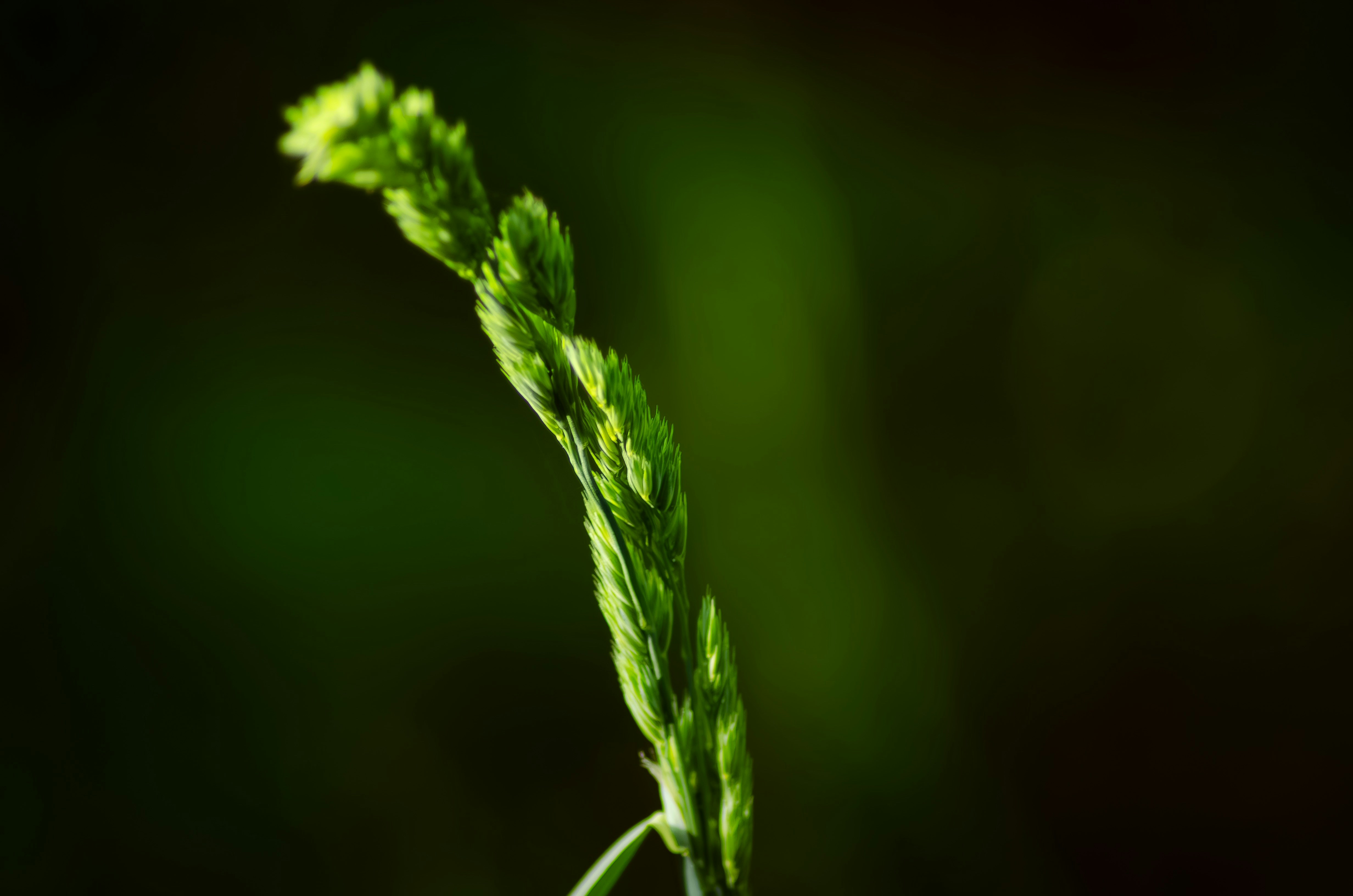 Os benefícios da erva-mate e sua ação estimulante