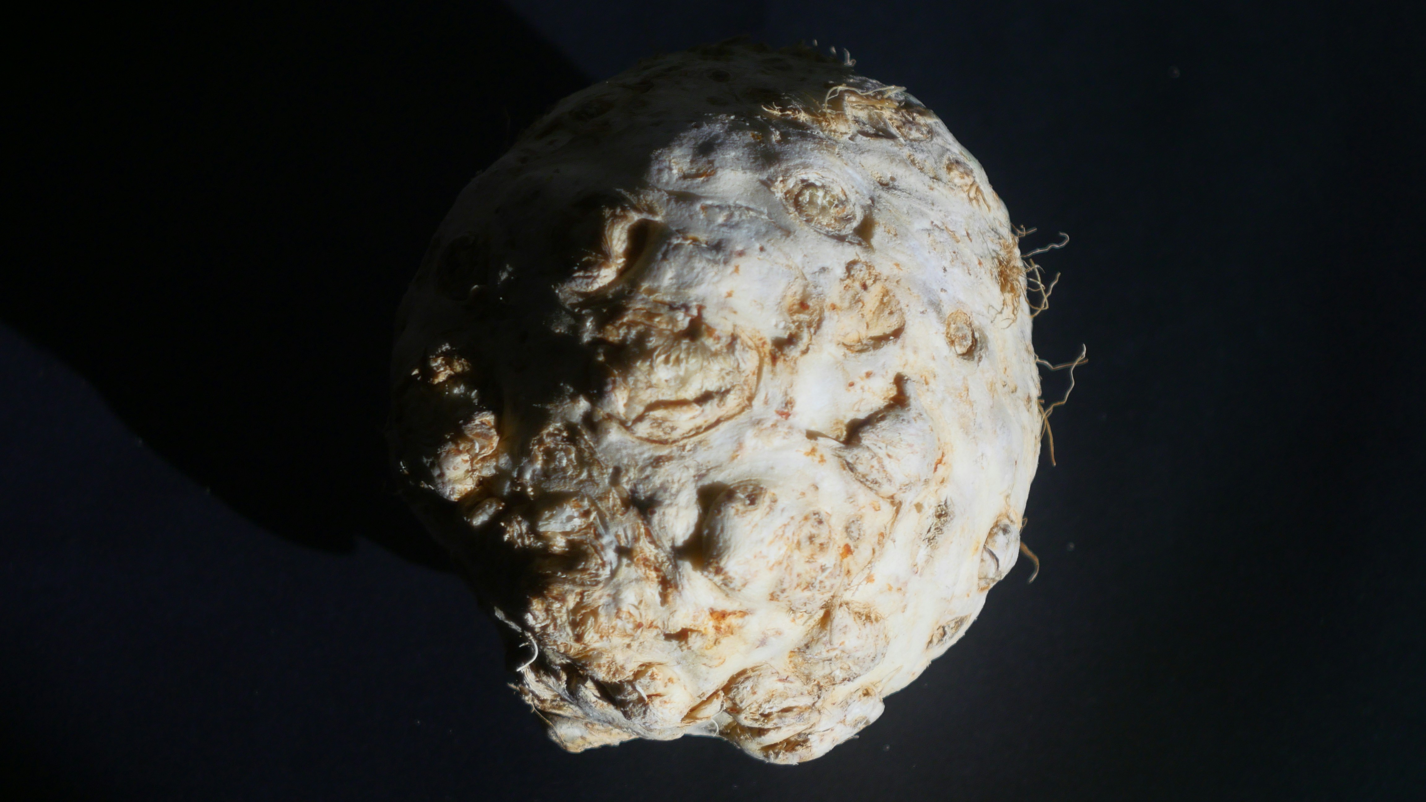 A single celeriac root on a dark background.