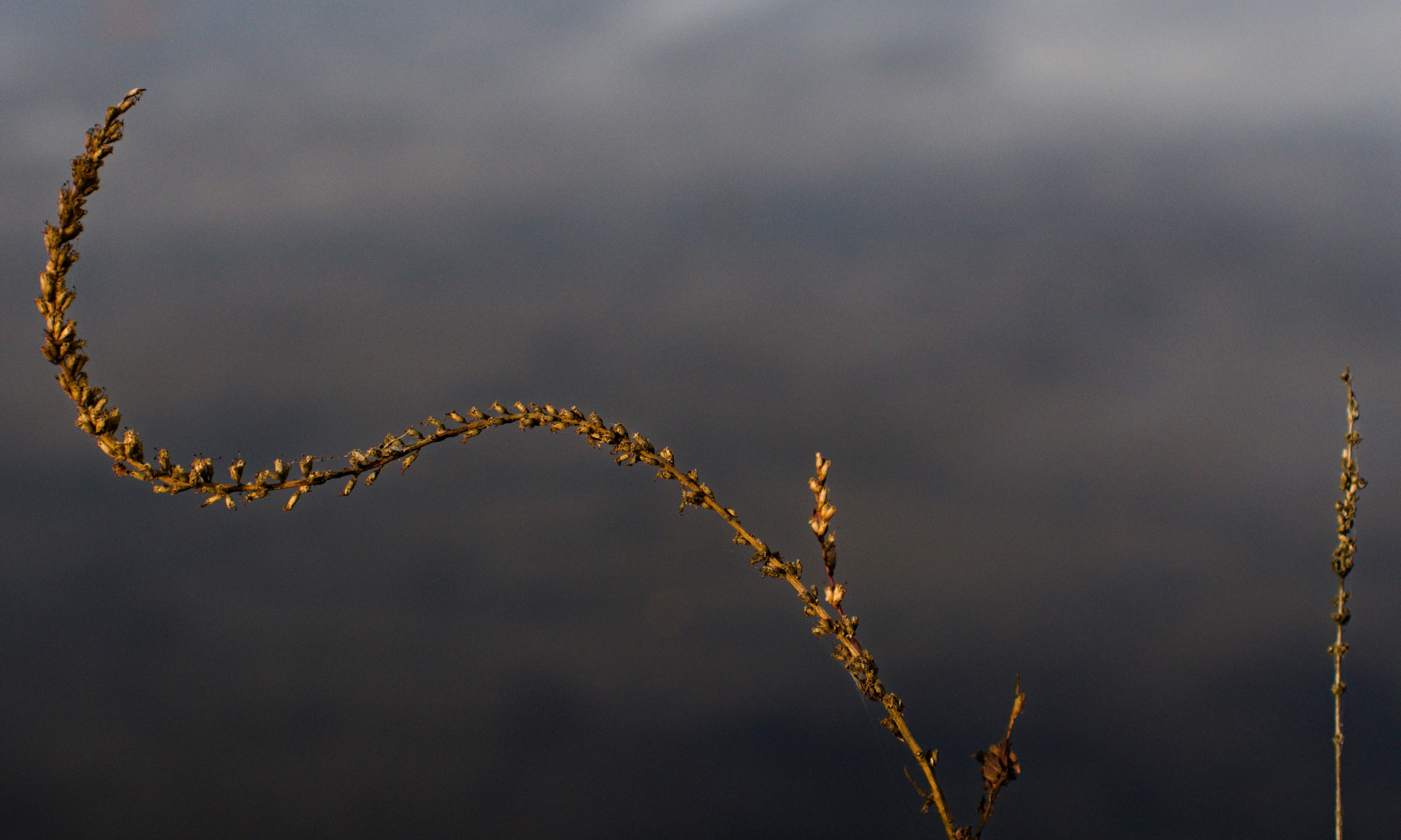 Dry grass stalk curves against blurred dark background